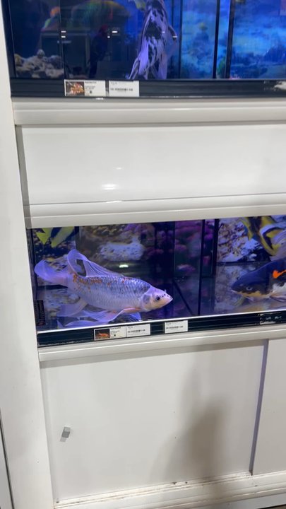 Brittany's Pet Depot - Pet Stores Near Me - Katy, Texas