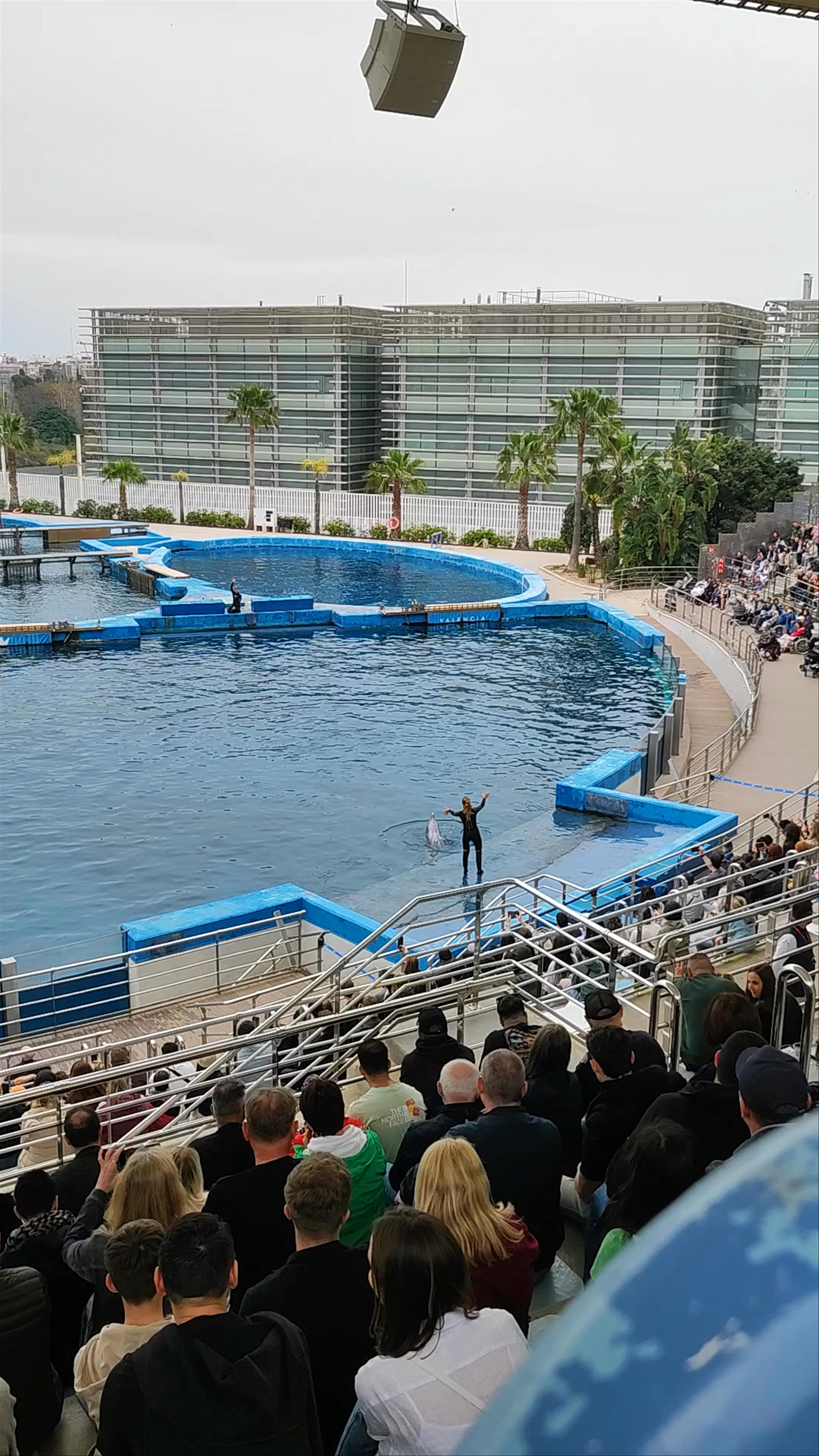Oceanogràfic Dolphin Show: A Captivating Marine Experience in Valencia