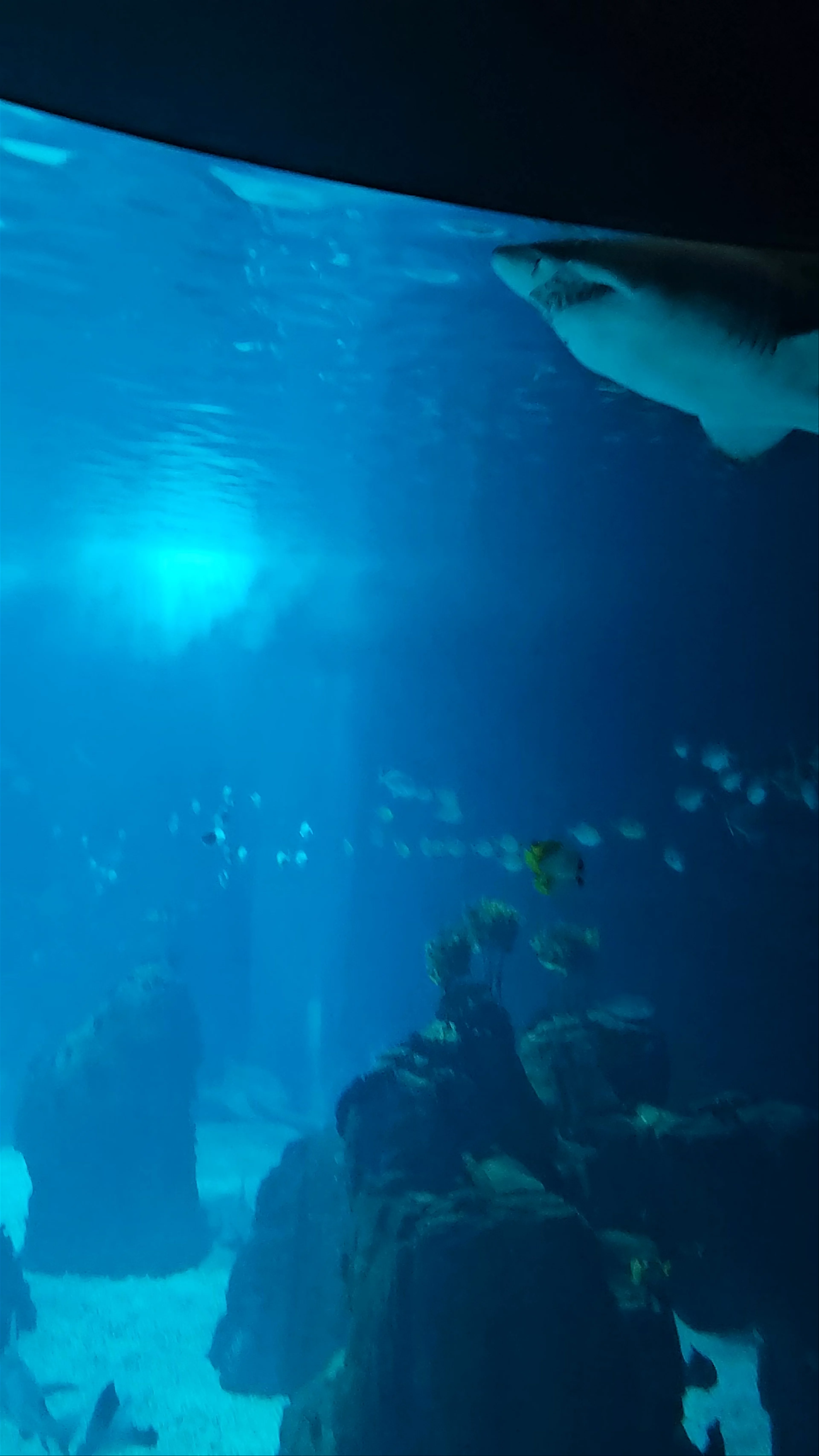 Aquarium Vasco de Gama