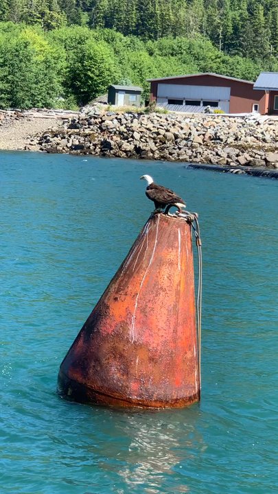 Lighthouse  Excursion - I started taking pics of this eagle, but something told me to turn on the video, so glad I did! Breathtaking. - Boat Tours Near Me