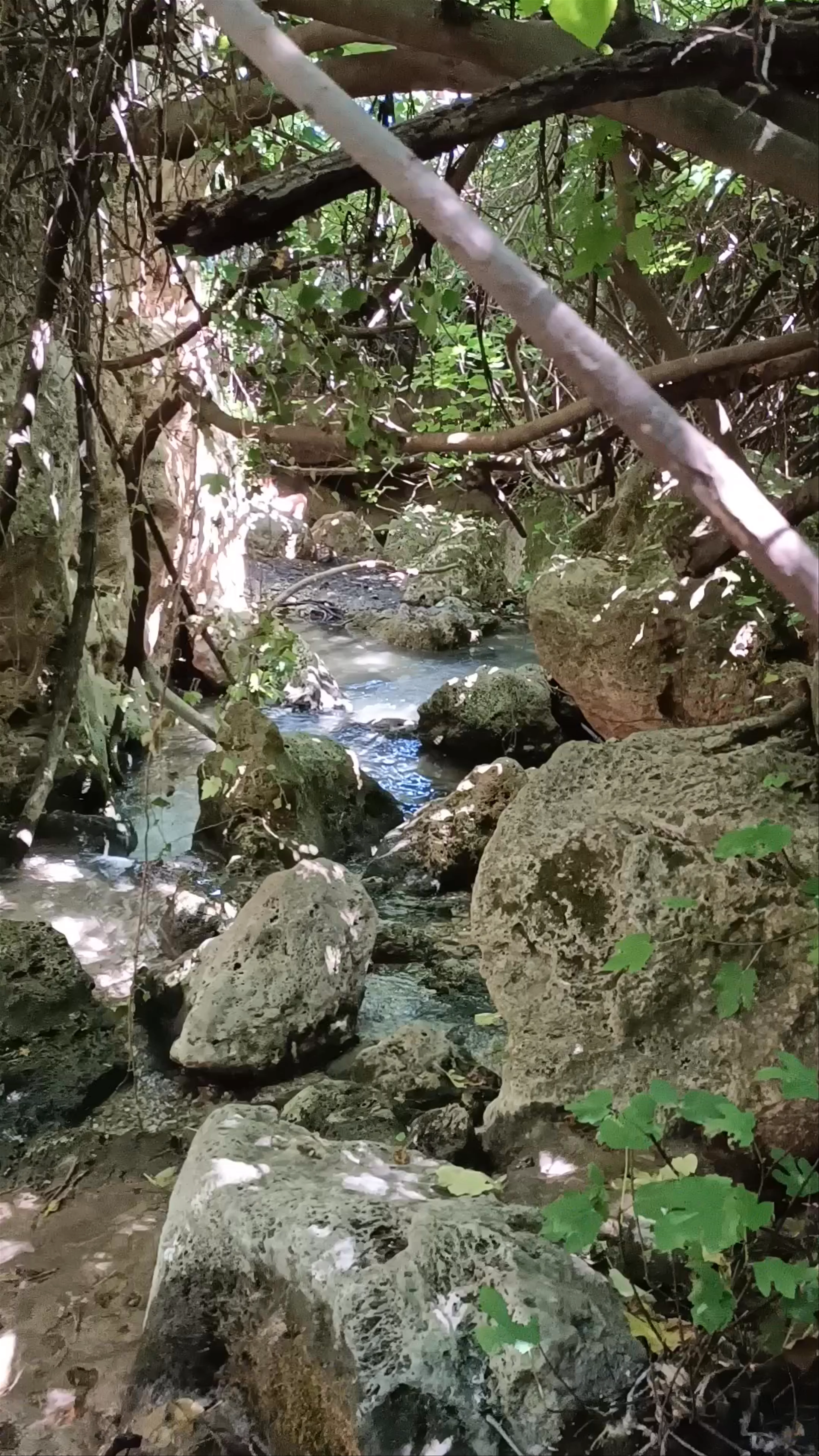 Charco Pataco
