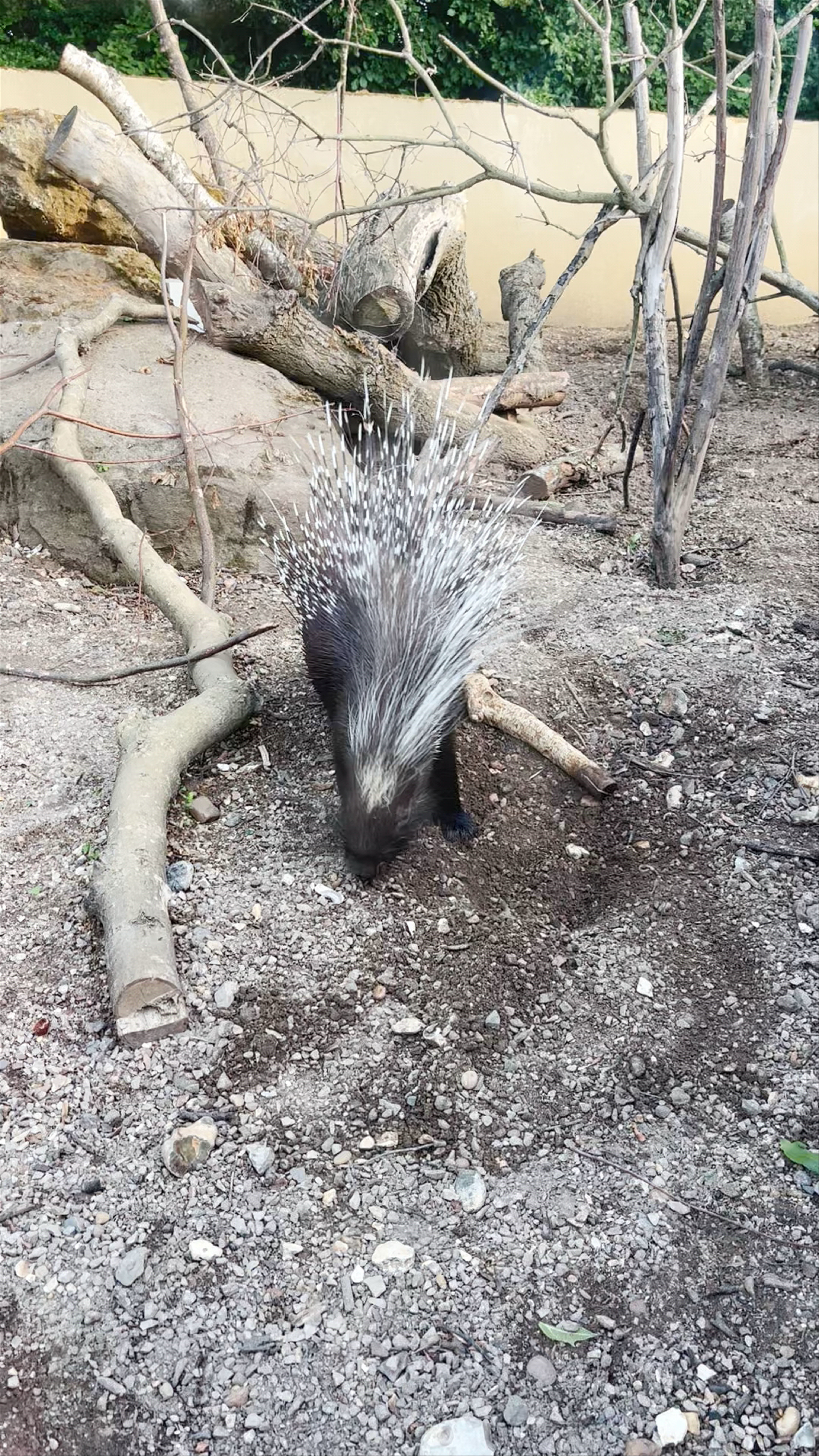 London Zoo