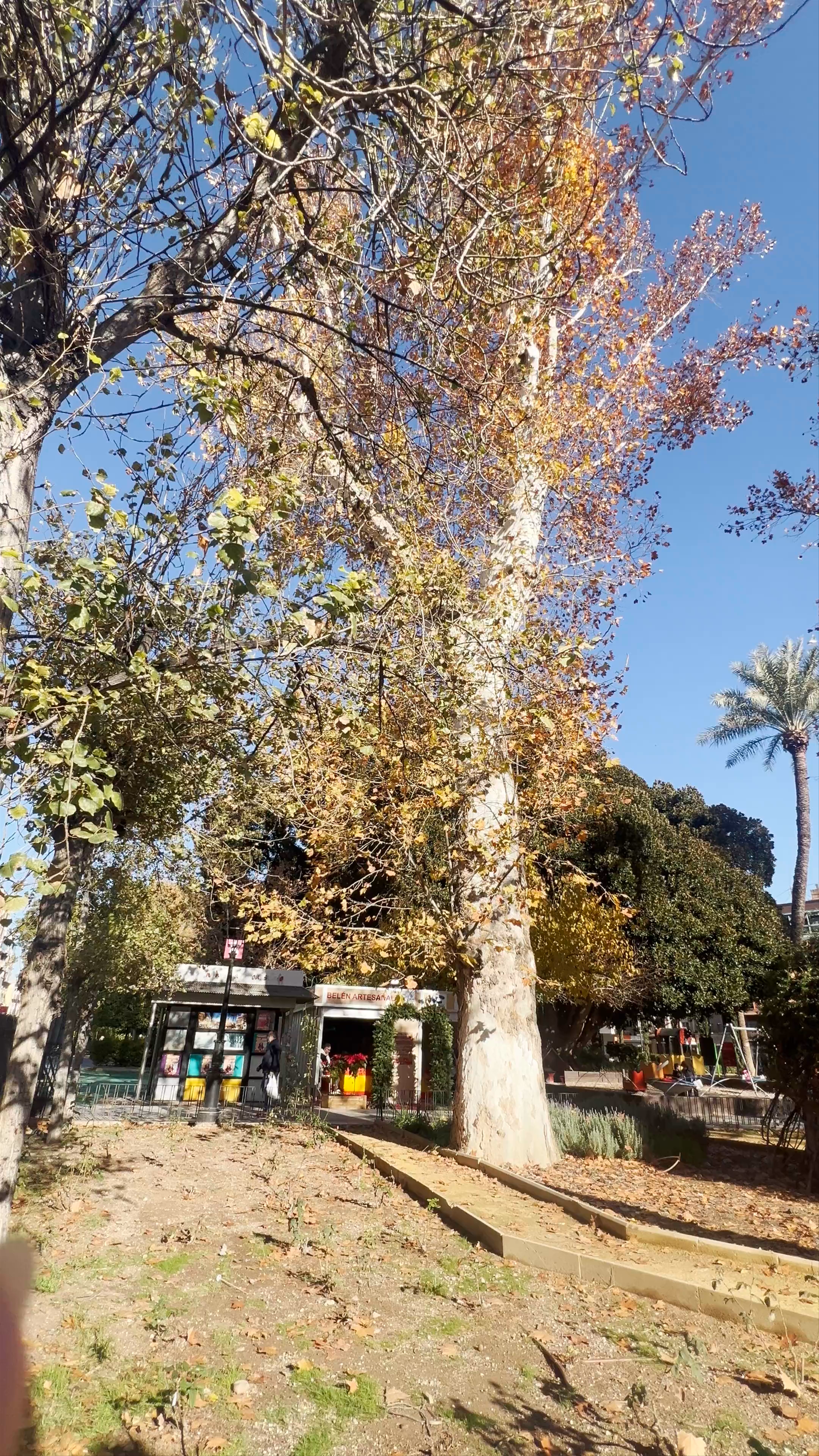 Jardín de Floridablanca: A Tranquil Winter Escape in Murcia