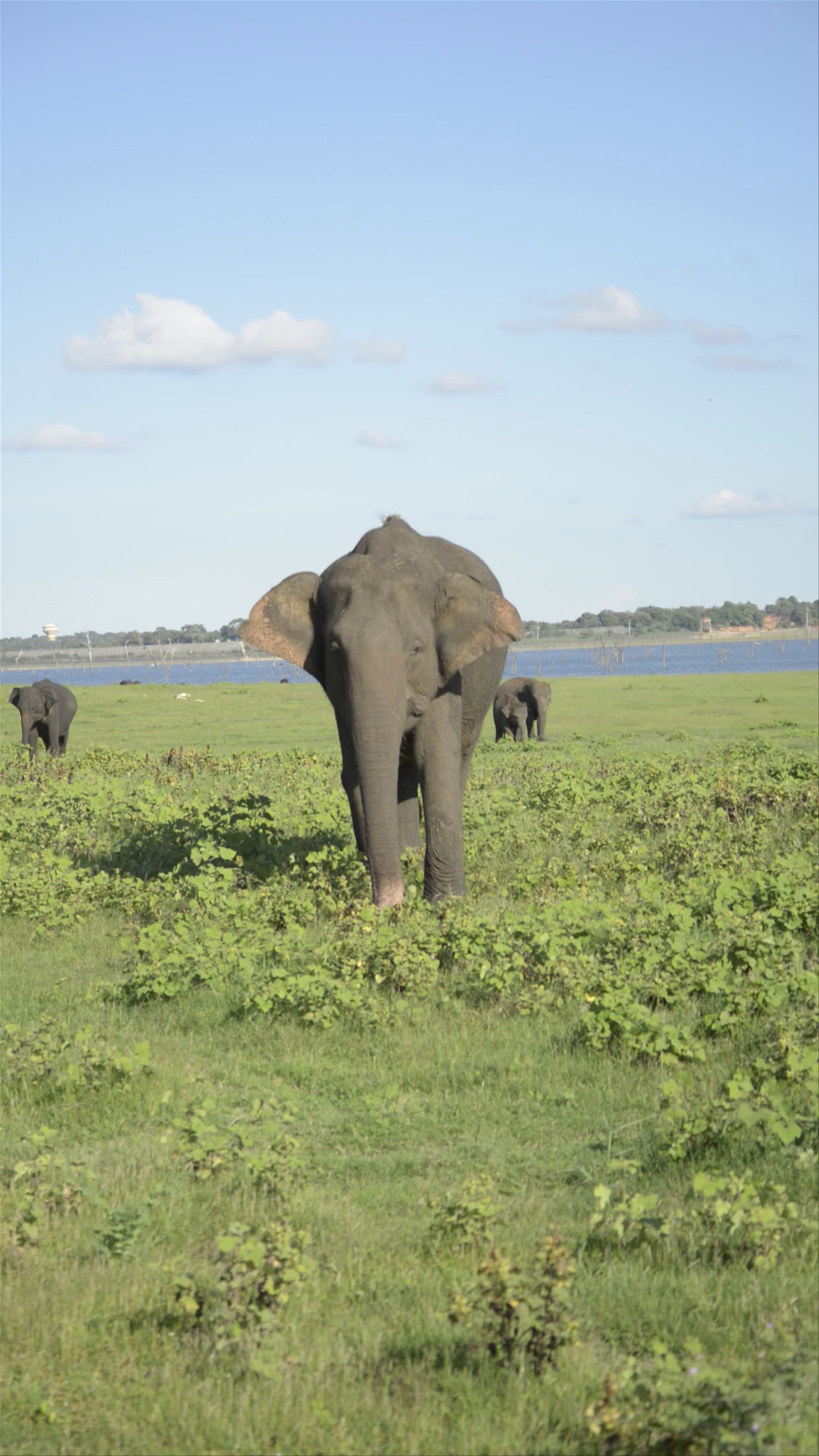 Kaudulla National Park SAFARI