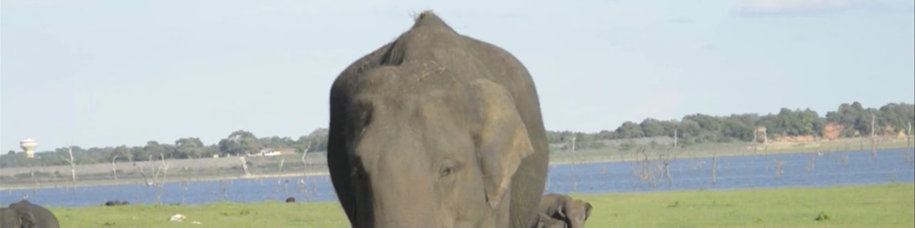 Kaudulla National Park SAFARI