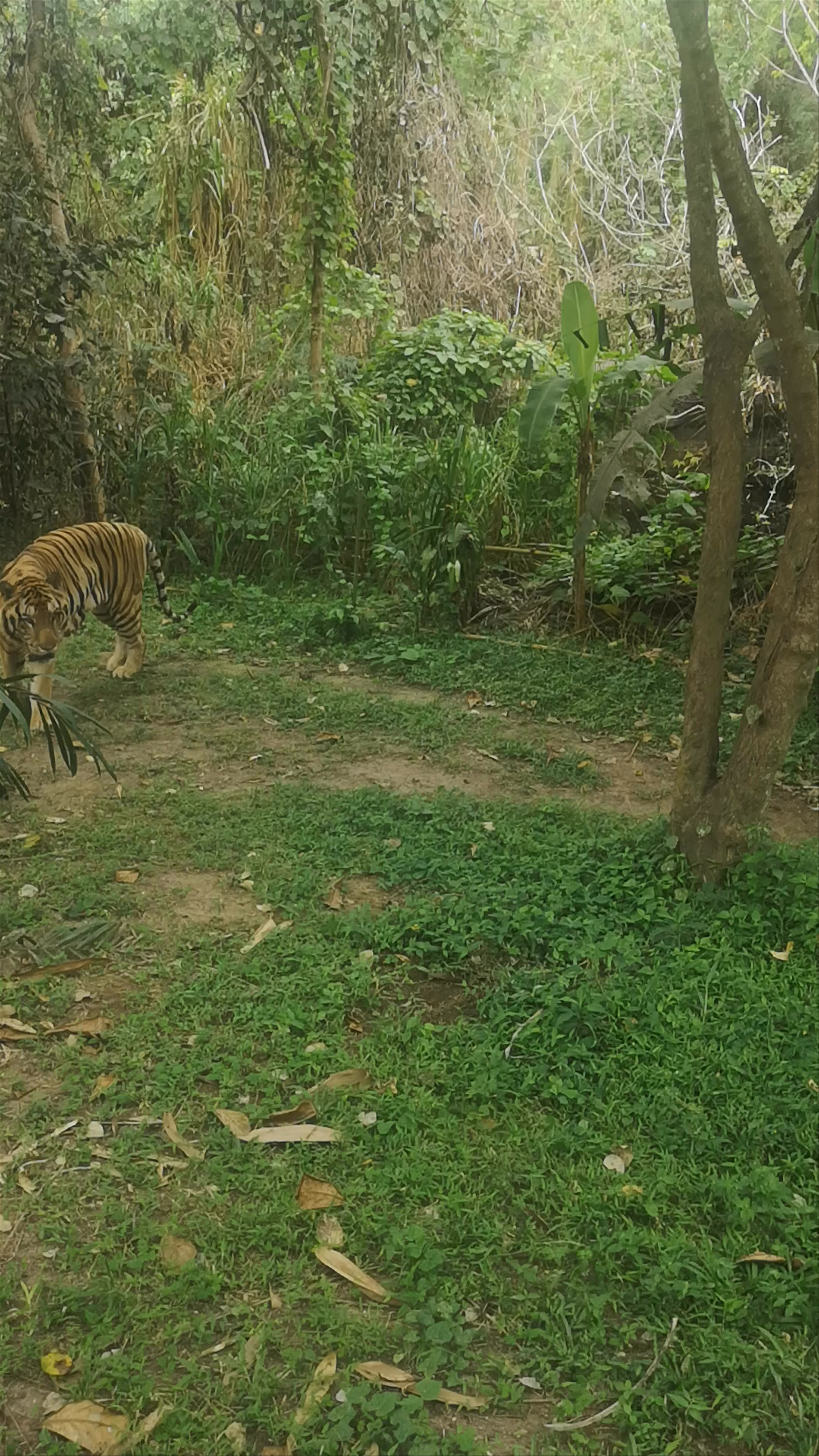 Bali Safari & Marine Park: Majestic Tiger Encounter