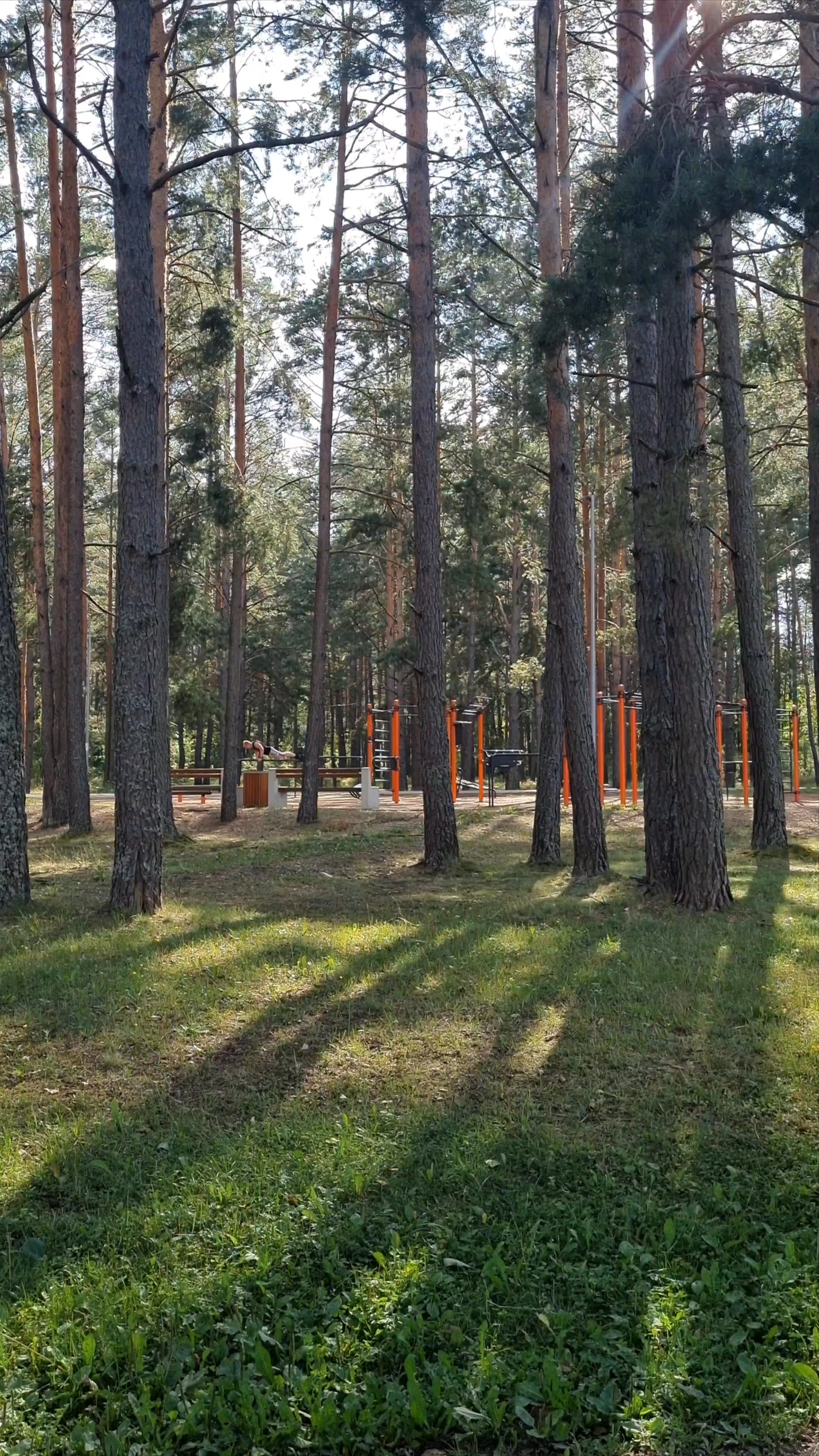 Golden Sunlight Through Pines at Stropu Ezers, Daugavpils
