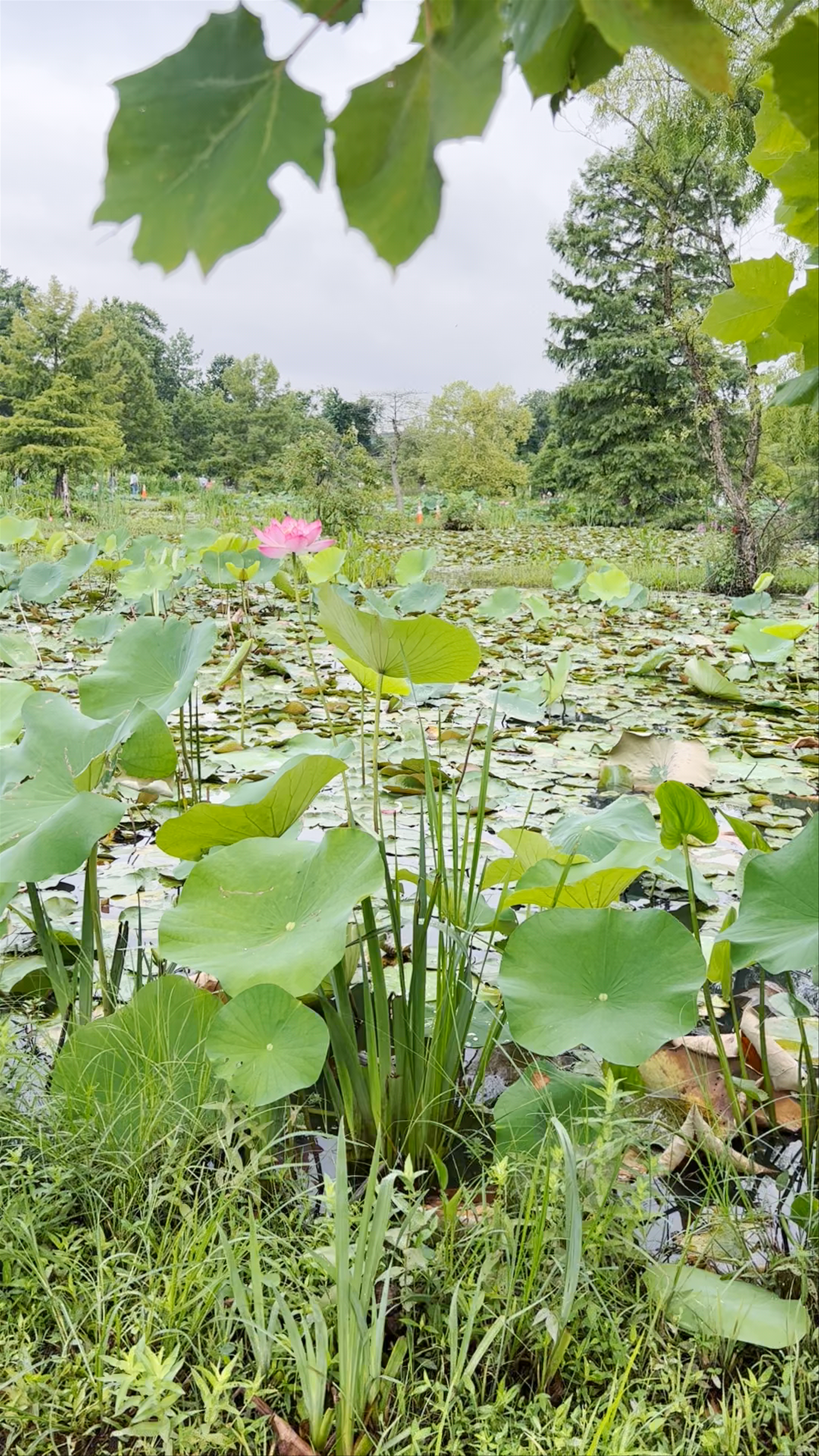 Kenilworth Aquatic Gardens