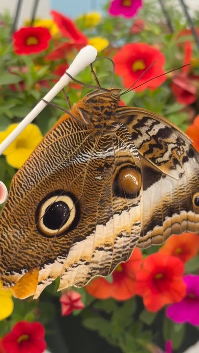 The Flower Fields - Butterfly exhibit - Venues & Event Spaces Near Me - Carlsbad, California