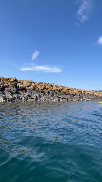 Ballard Kayak - Seals - Rafting/Kayaking Near Me - Seattle, Washington