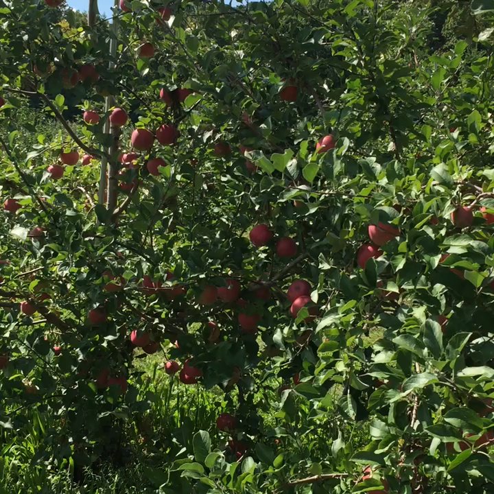 Wright's Farm - Fruits & Veggies Near Me - Gardiner, New York