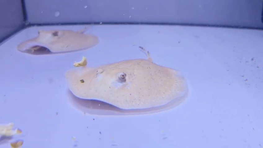 Scobina stingray