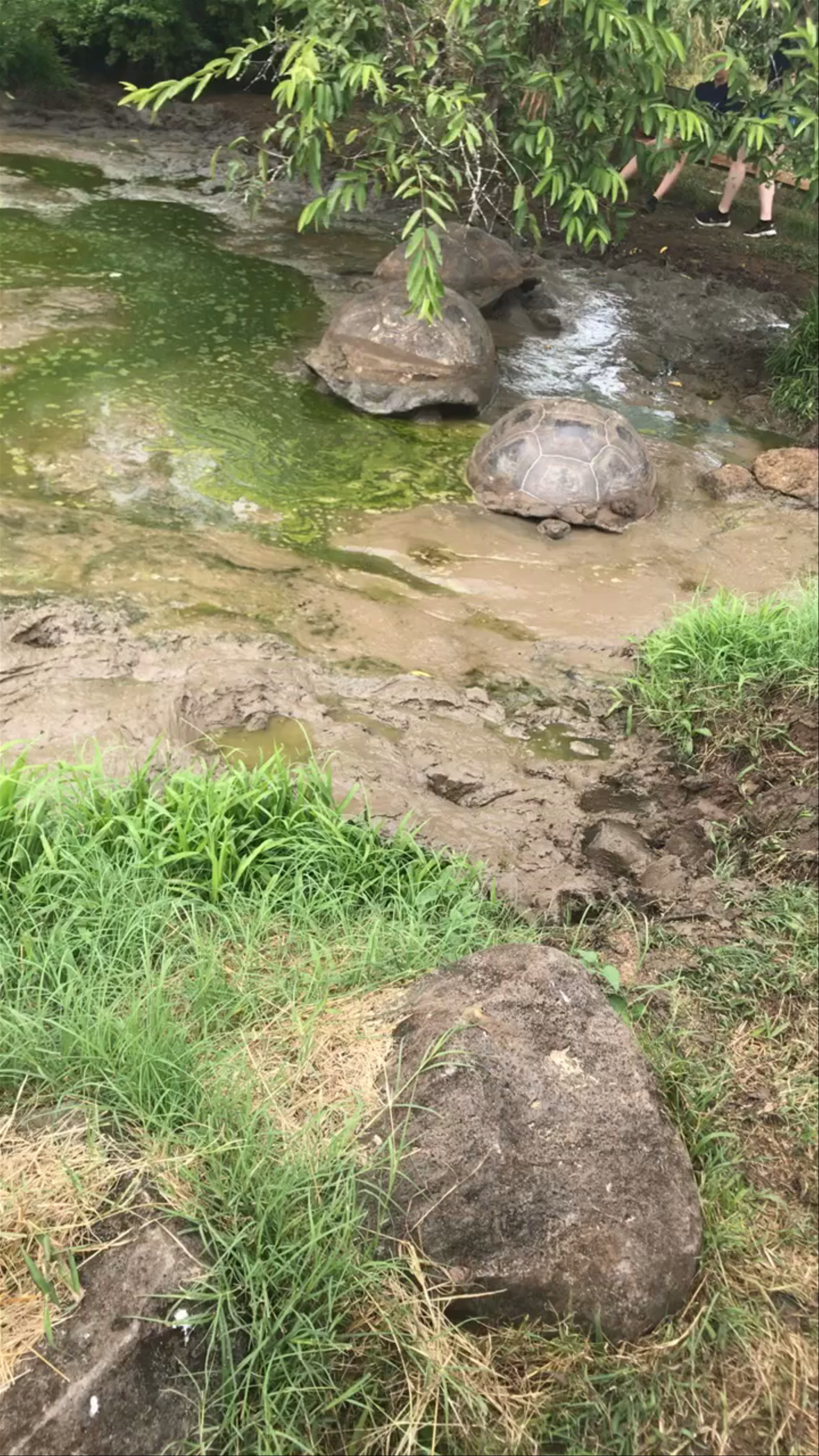 Galápagos Giant Tortoises in Their Natural Habitat