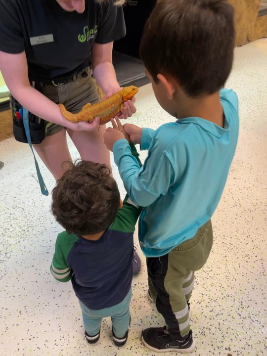 Snake Discovery - Bearded dragon - Special Education Near Me
