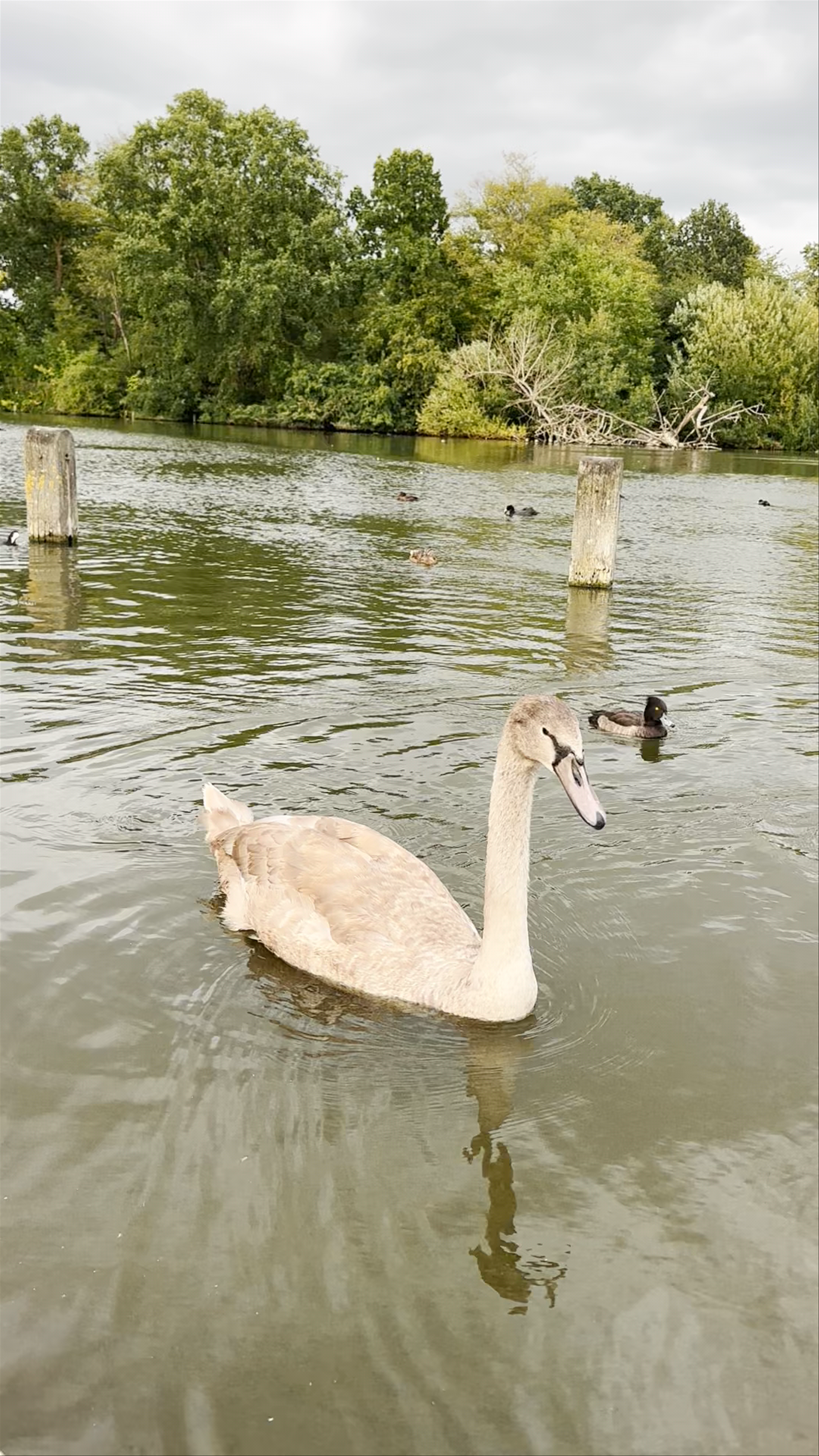 The Serpentine