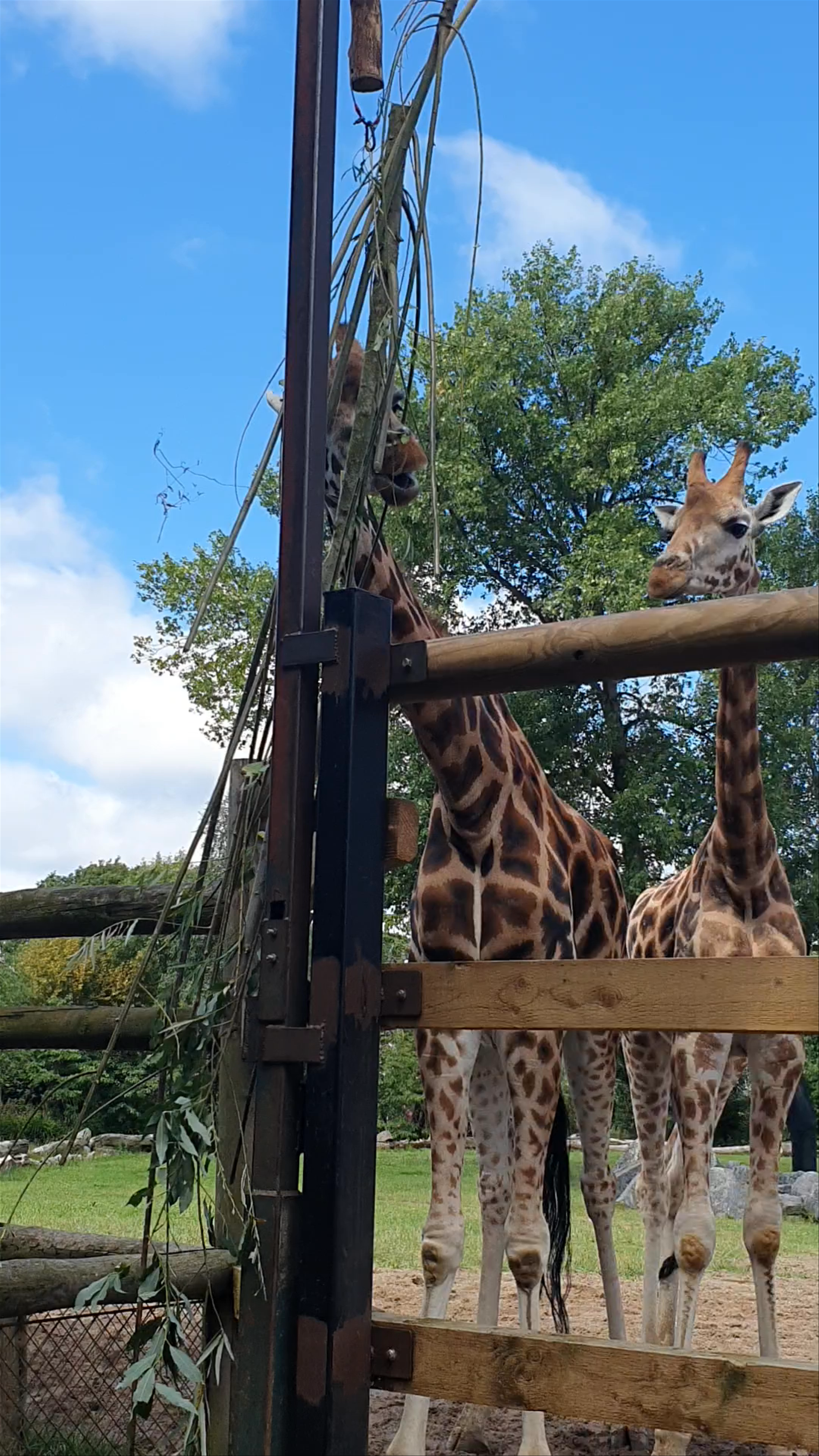 Chester Zoo Giraffes: A Serene Safari Experience in England