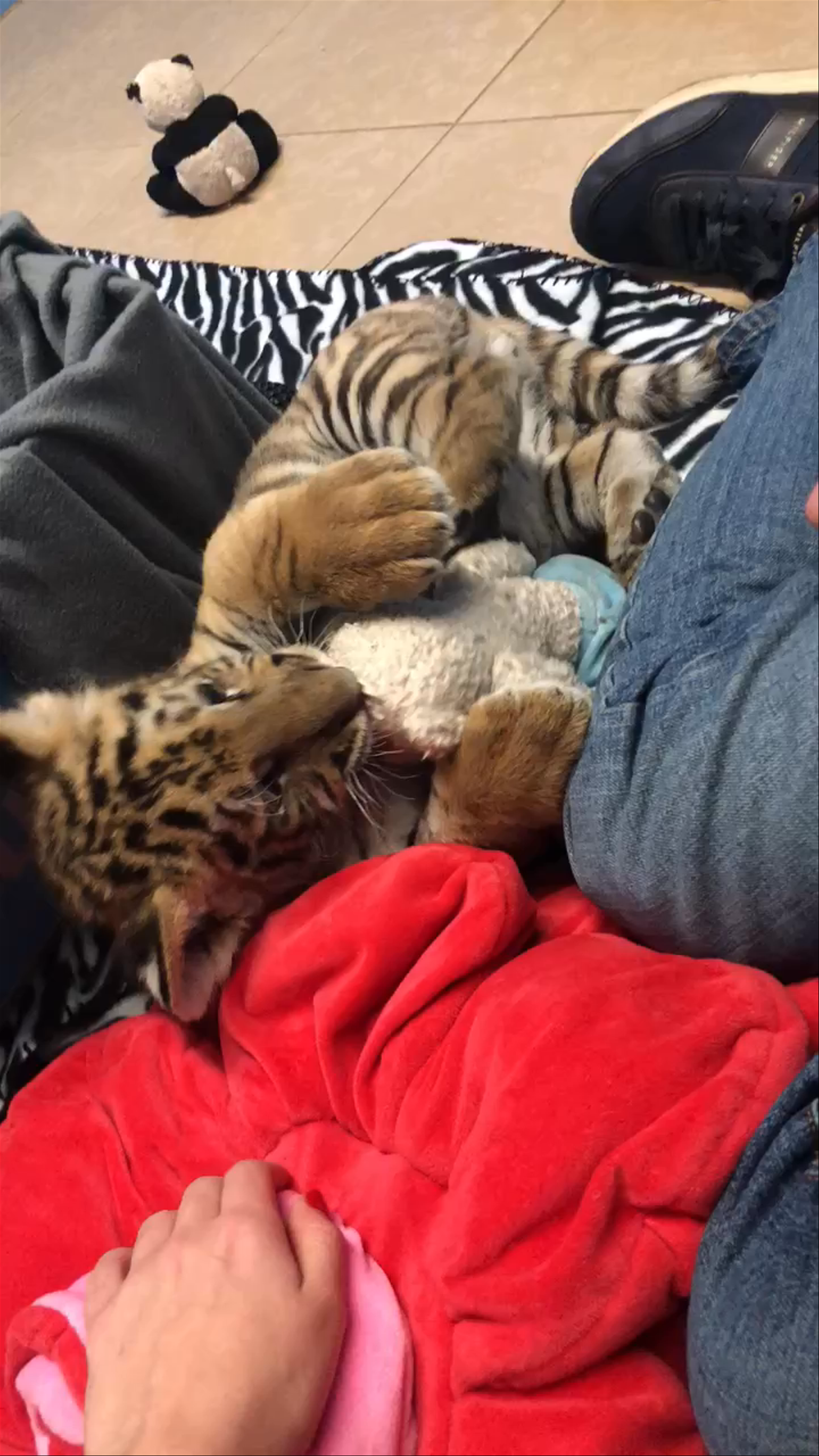 Tiger Safari Zoological Park