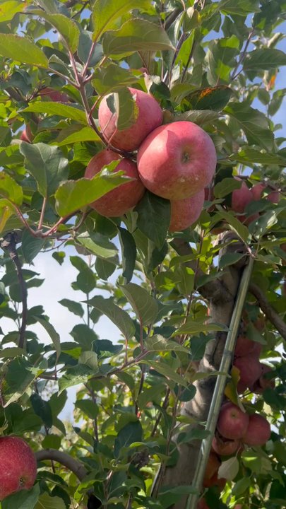 Wright Family Farm - Fruits & Veggies Near Me - Warwick, New York