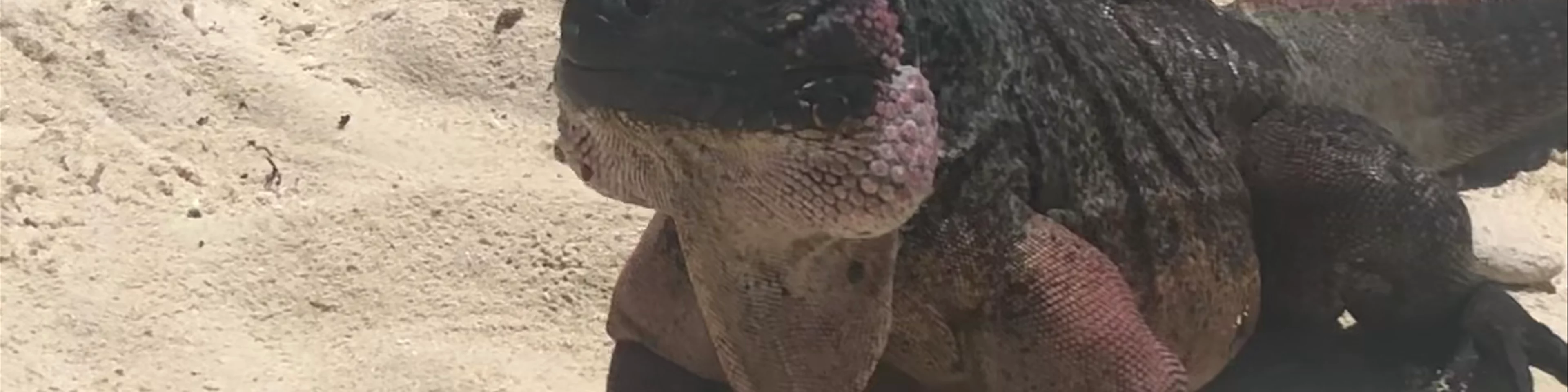 Iguana Beach