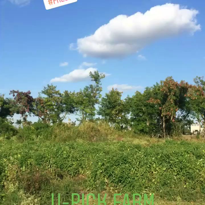 U Pick Farms - Pick Your Own Farms Near Me - Miami, Florida