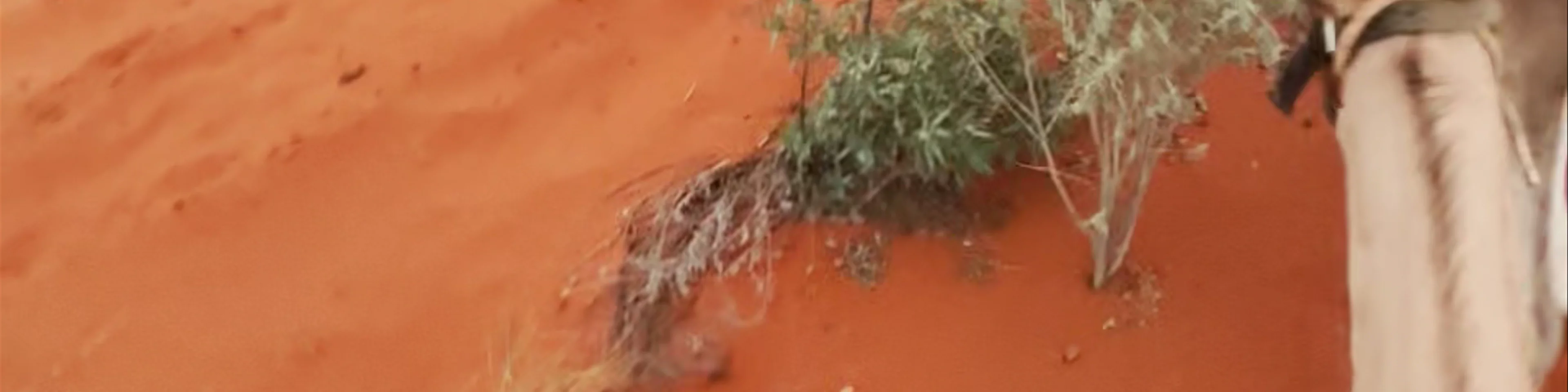 Uluru Camel Tours