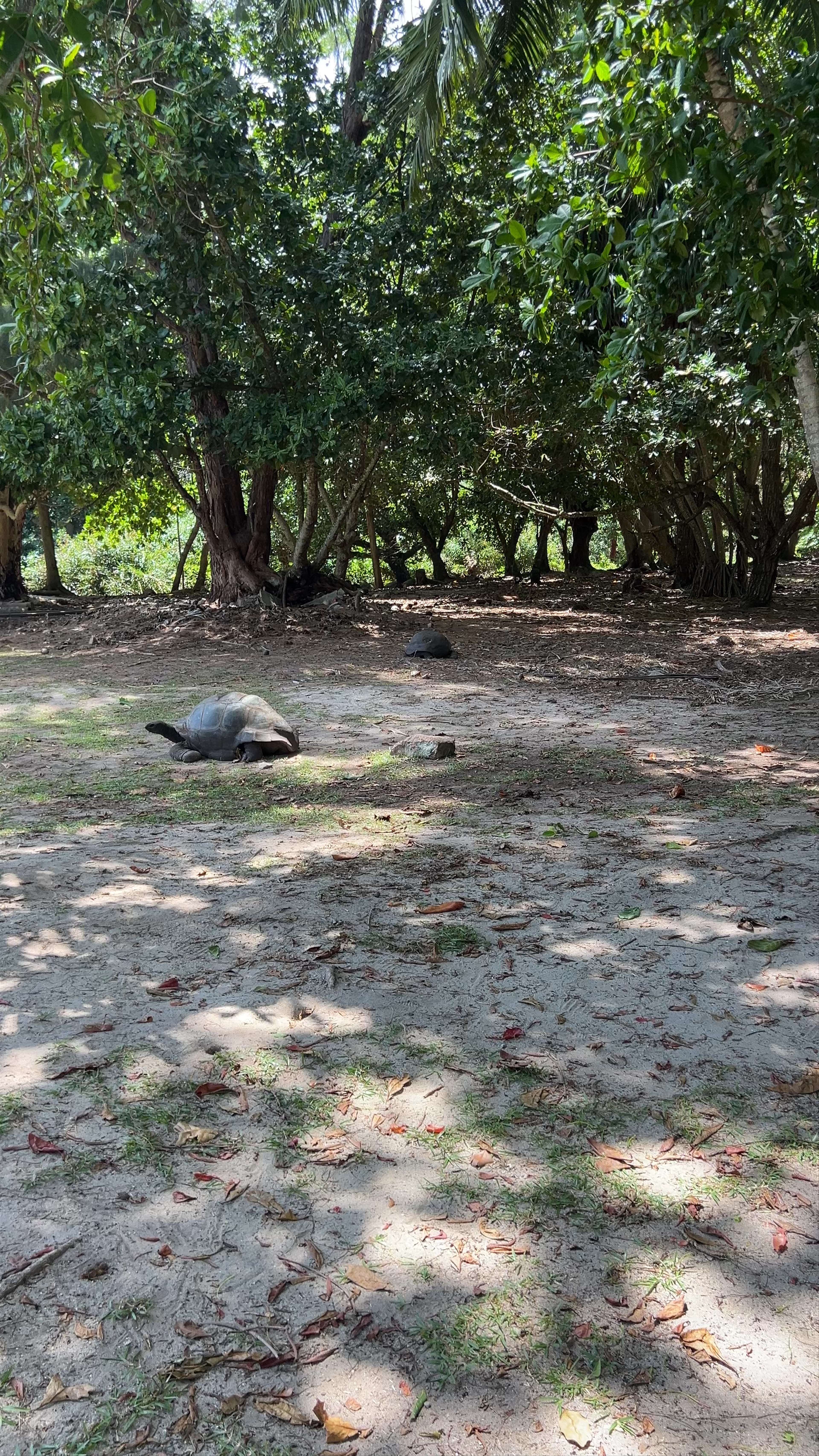 THE GIANT TORTOISES OF THE SEYCHELLES