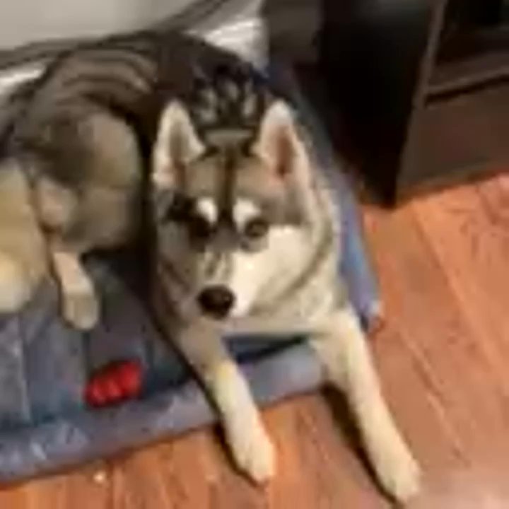 StingrayTommy - Pet Training Near Me - Brick, New Jersey