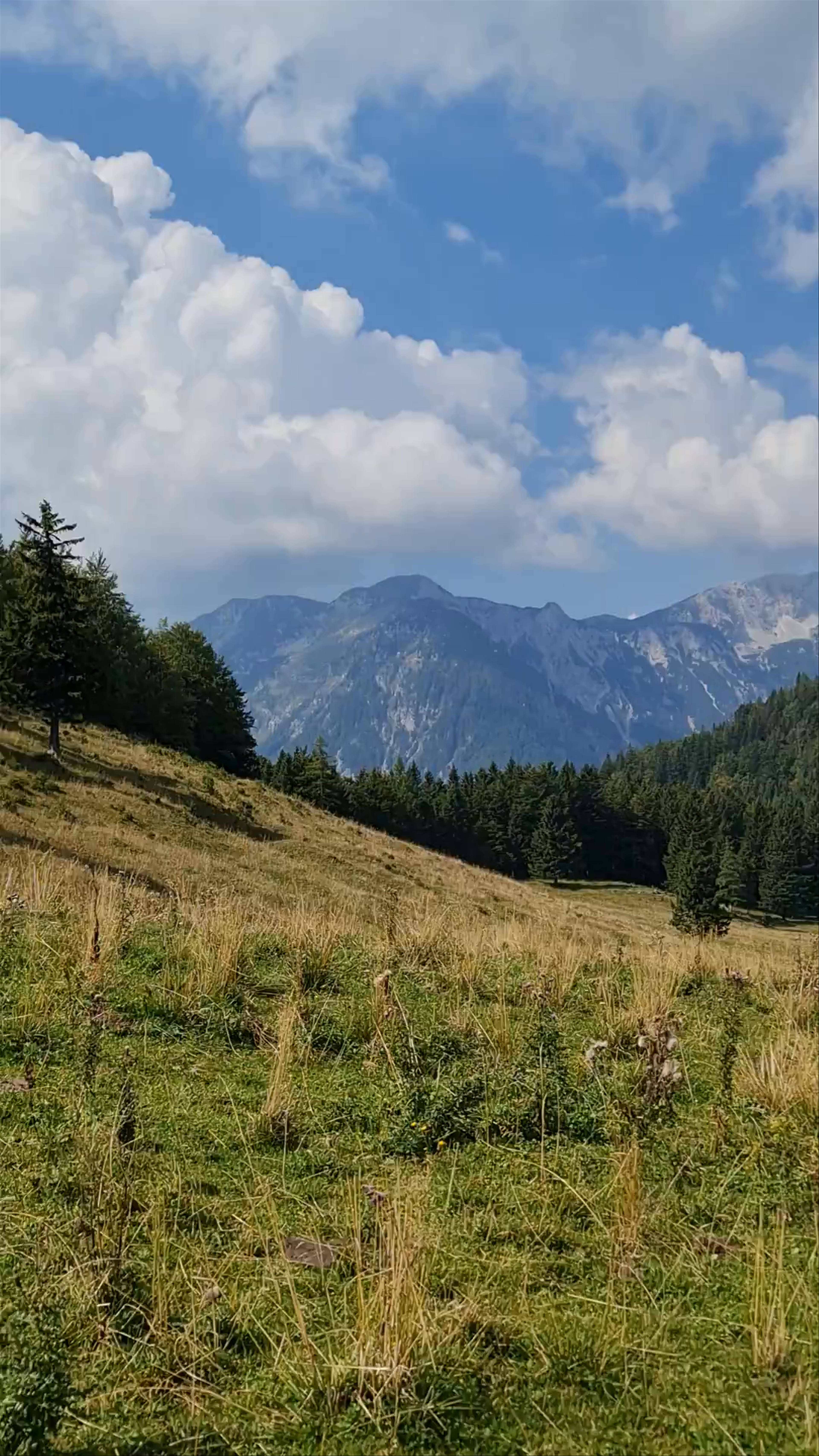 Serene Alpine Meadows of Kamnik-Savinja Alps, Slovenia
