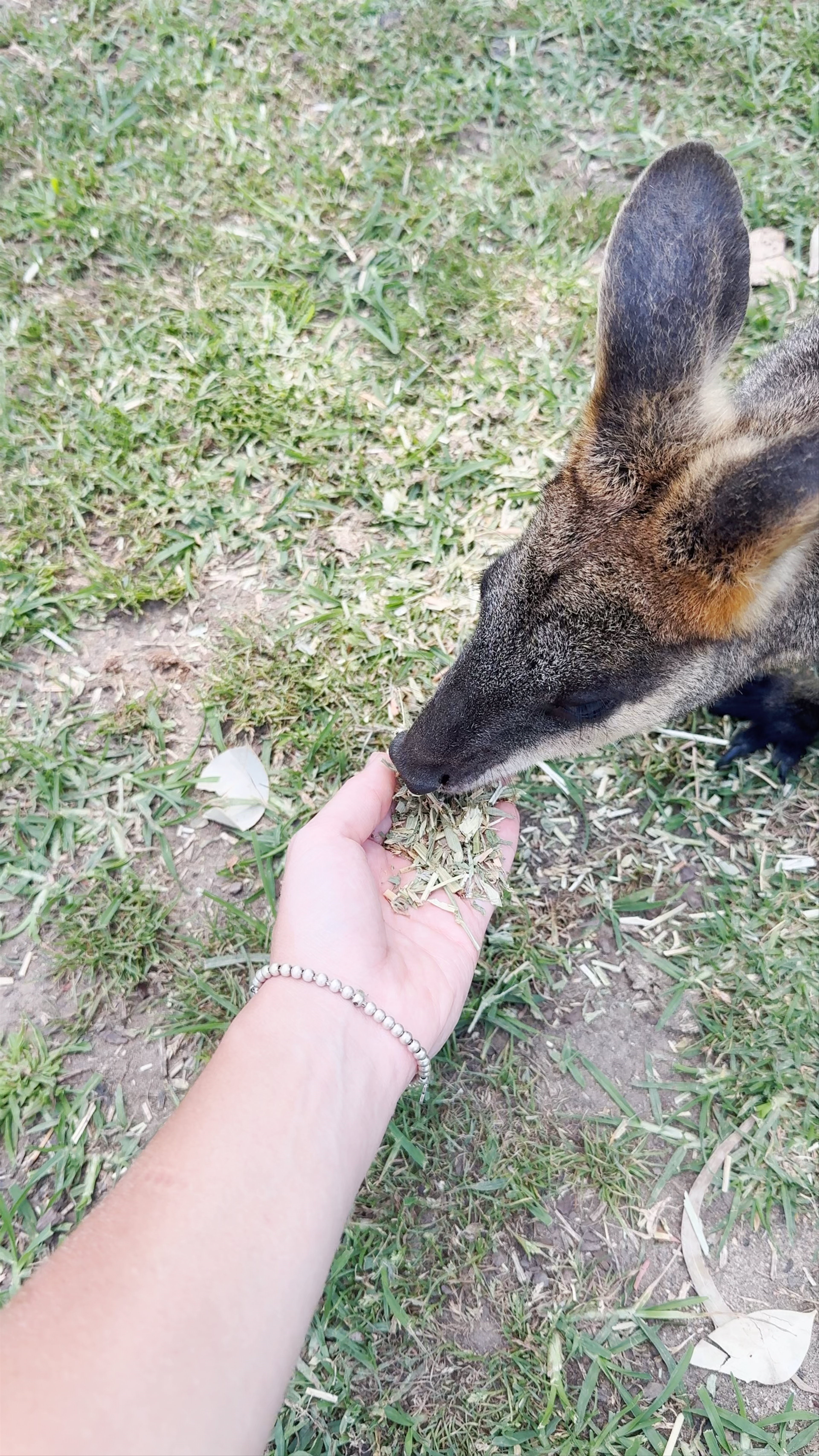 Symbio Wildlife Park