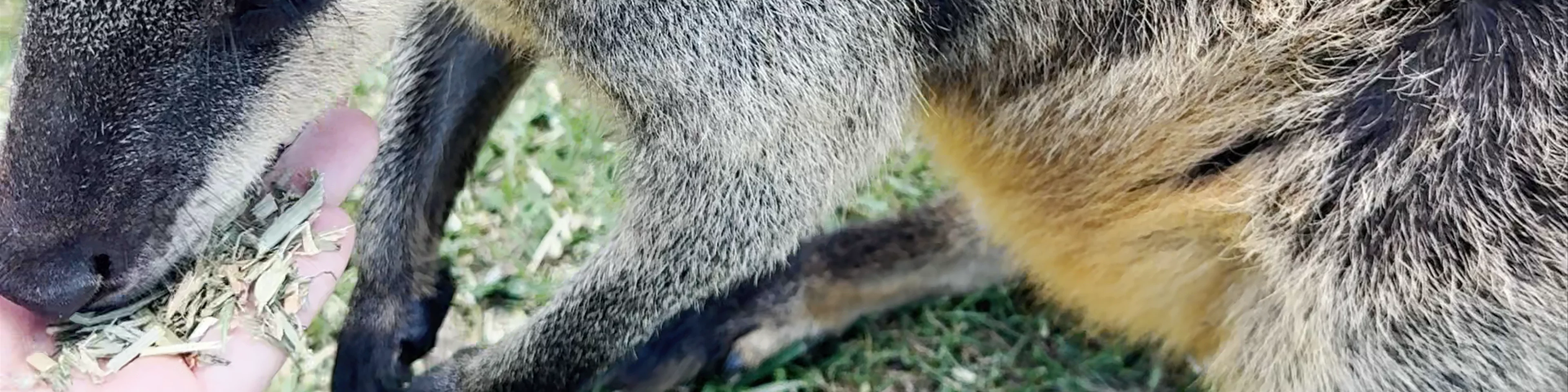 Symbio Wildlife Park