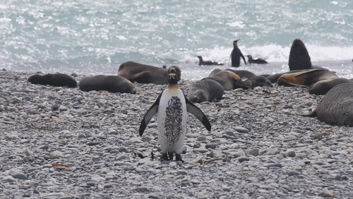 Antarctic fur seals and King Penguins animated gif