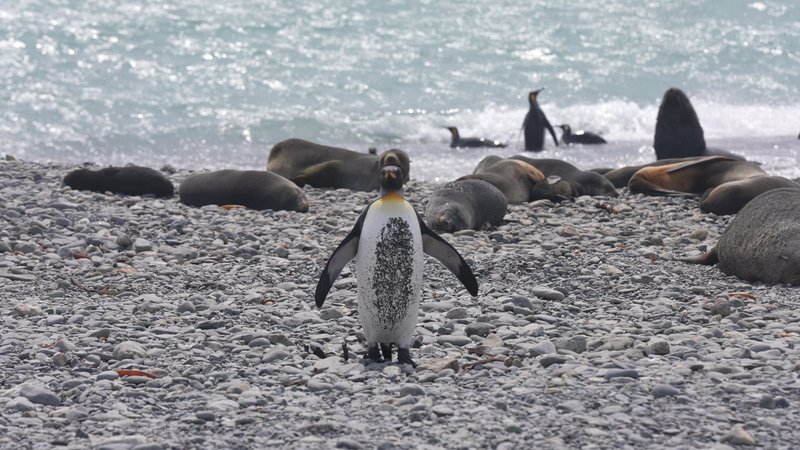 Antarctic fur seals and King Penguins poster