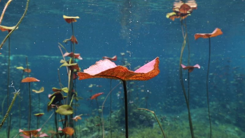 Freshwater Vegetation in Yucatan, Mexico poster