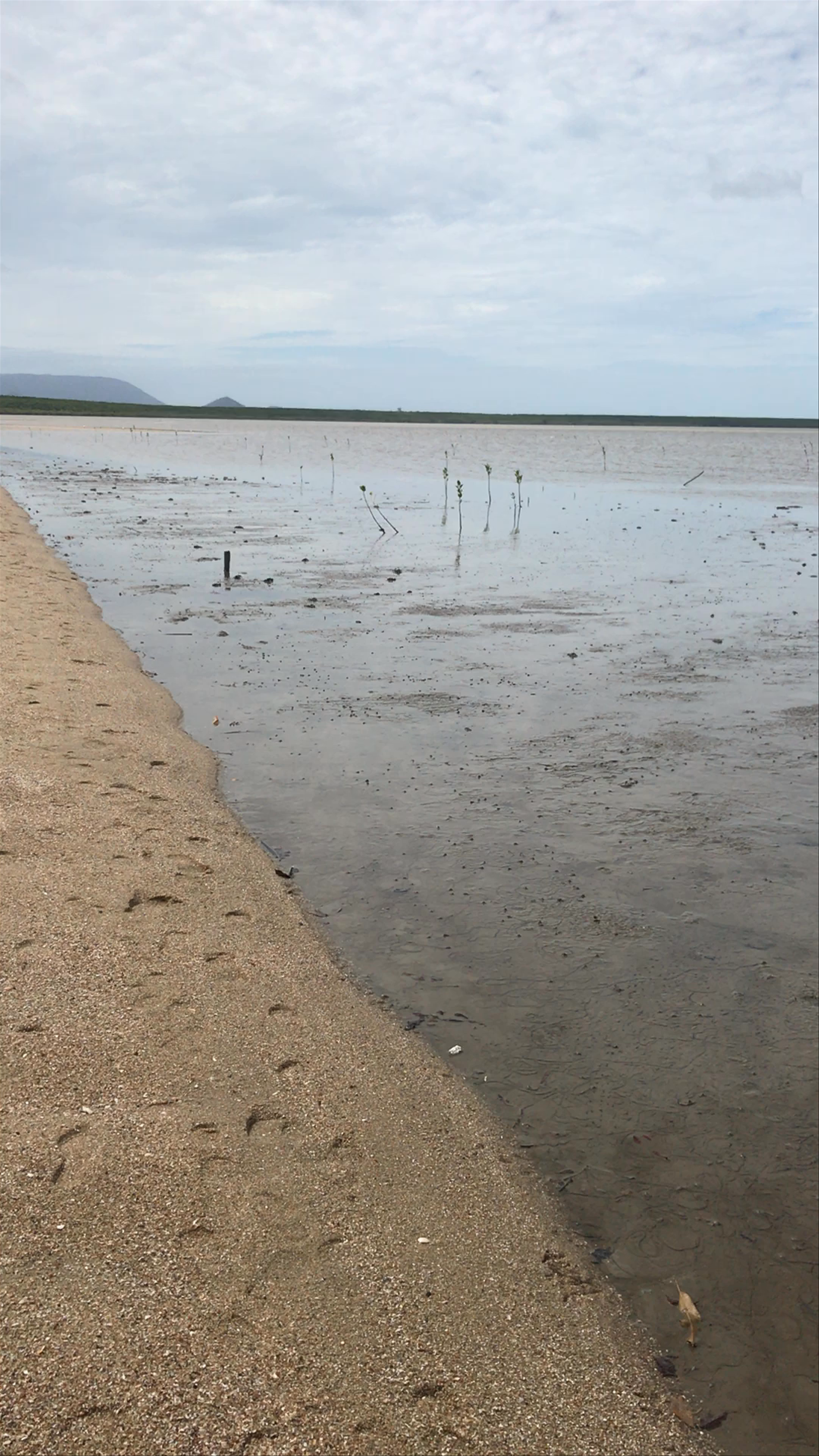 Peaceful Shoreline and Serene Mangroves at Cairns Esplanade Lagoon