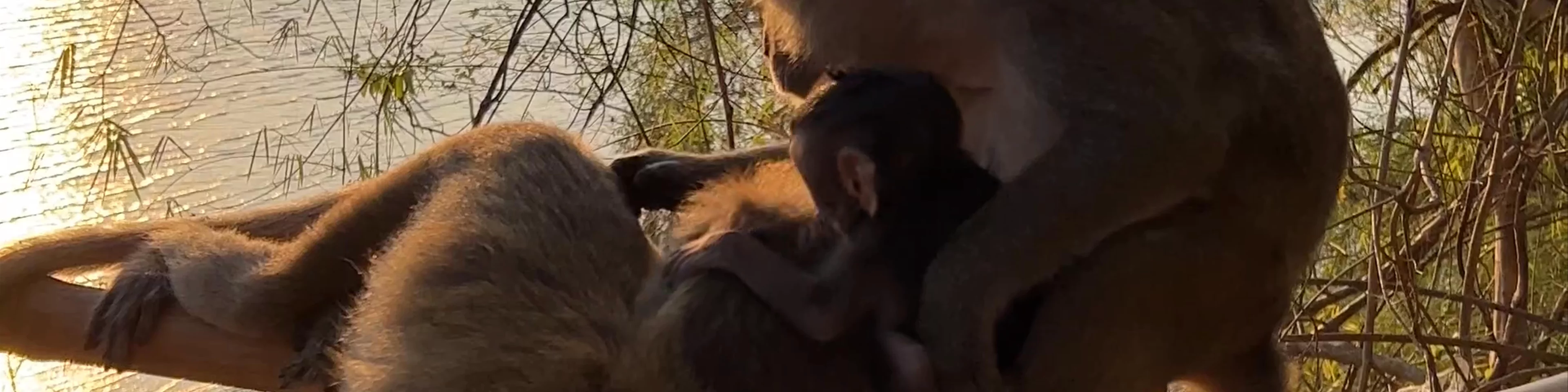 Monkey Trail