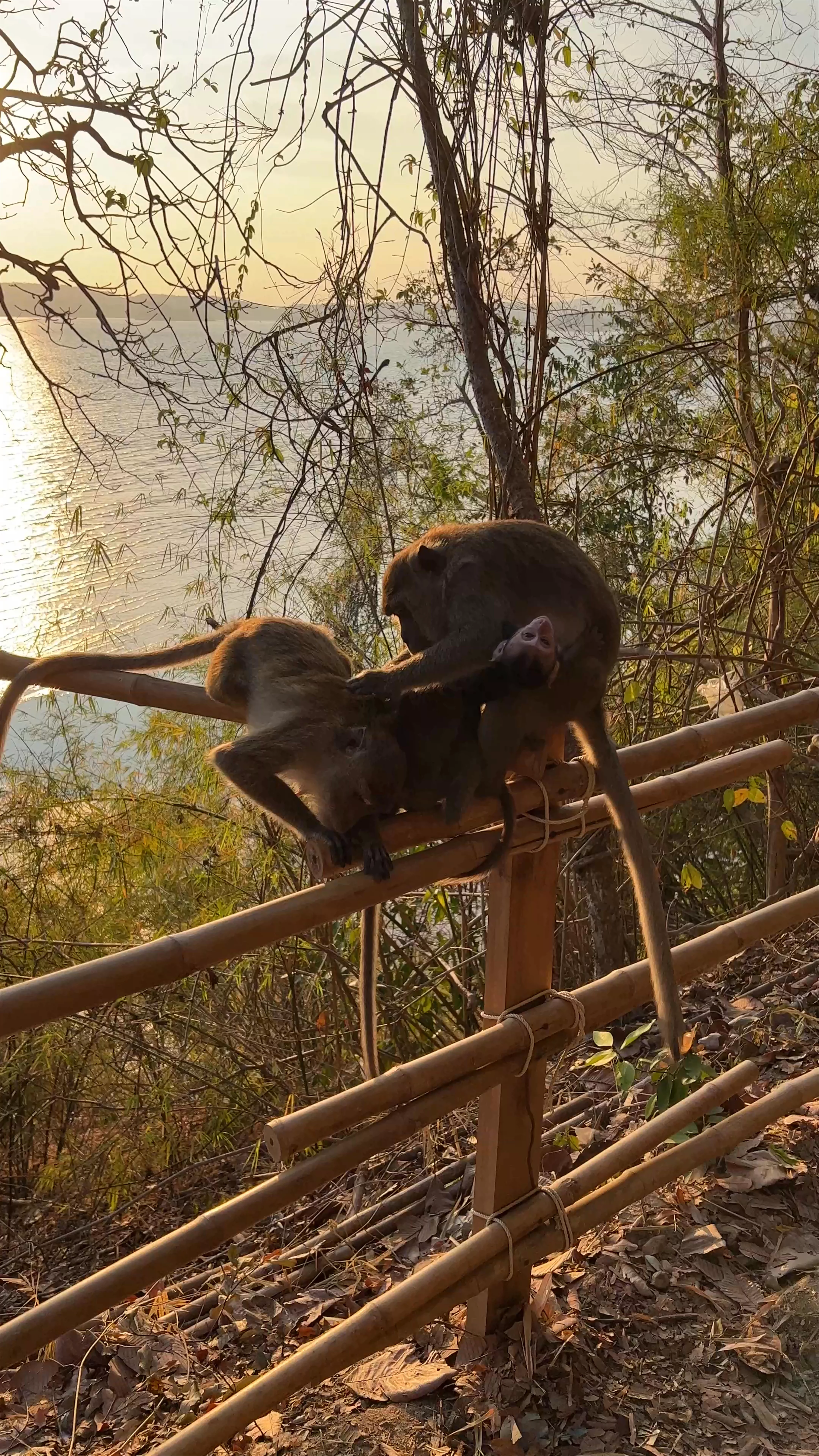 Monkey Trail, Ao Nang