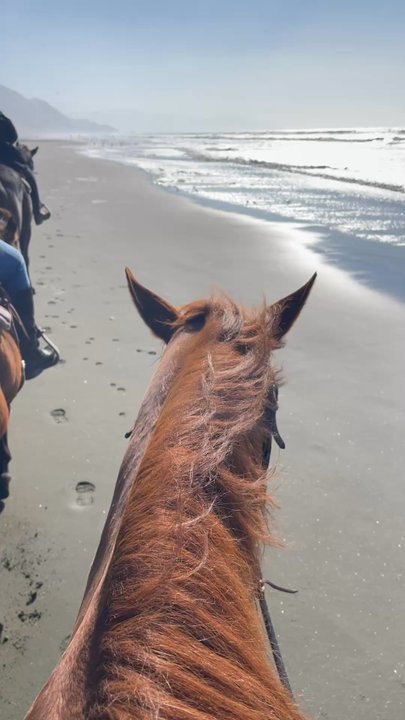 Ocean View Stables - Horseback Riding Near Me - Daly City, California