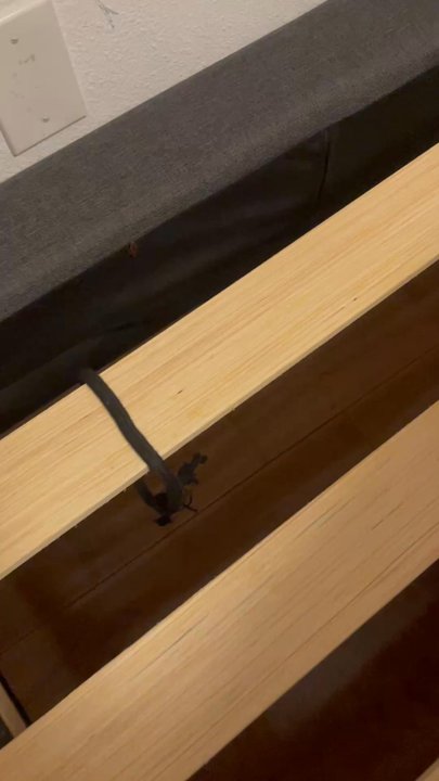 Sandyland Reef Inn - Video of the cockroach in the room - Hotels Near Me - Carpinteria, California