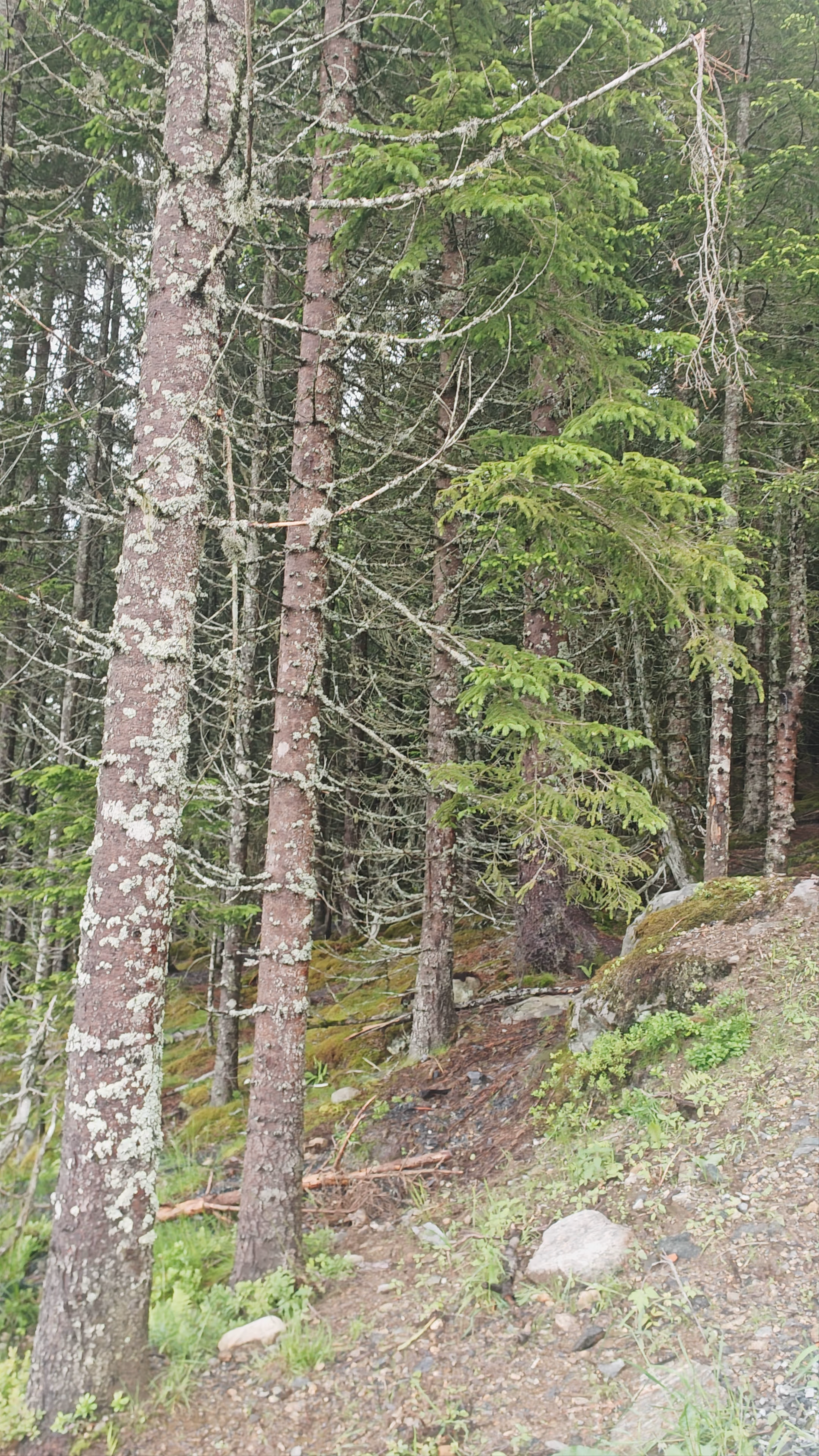 Rakssetra trail