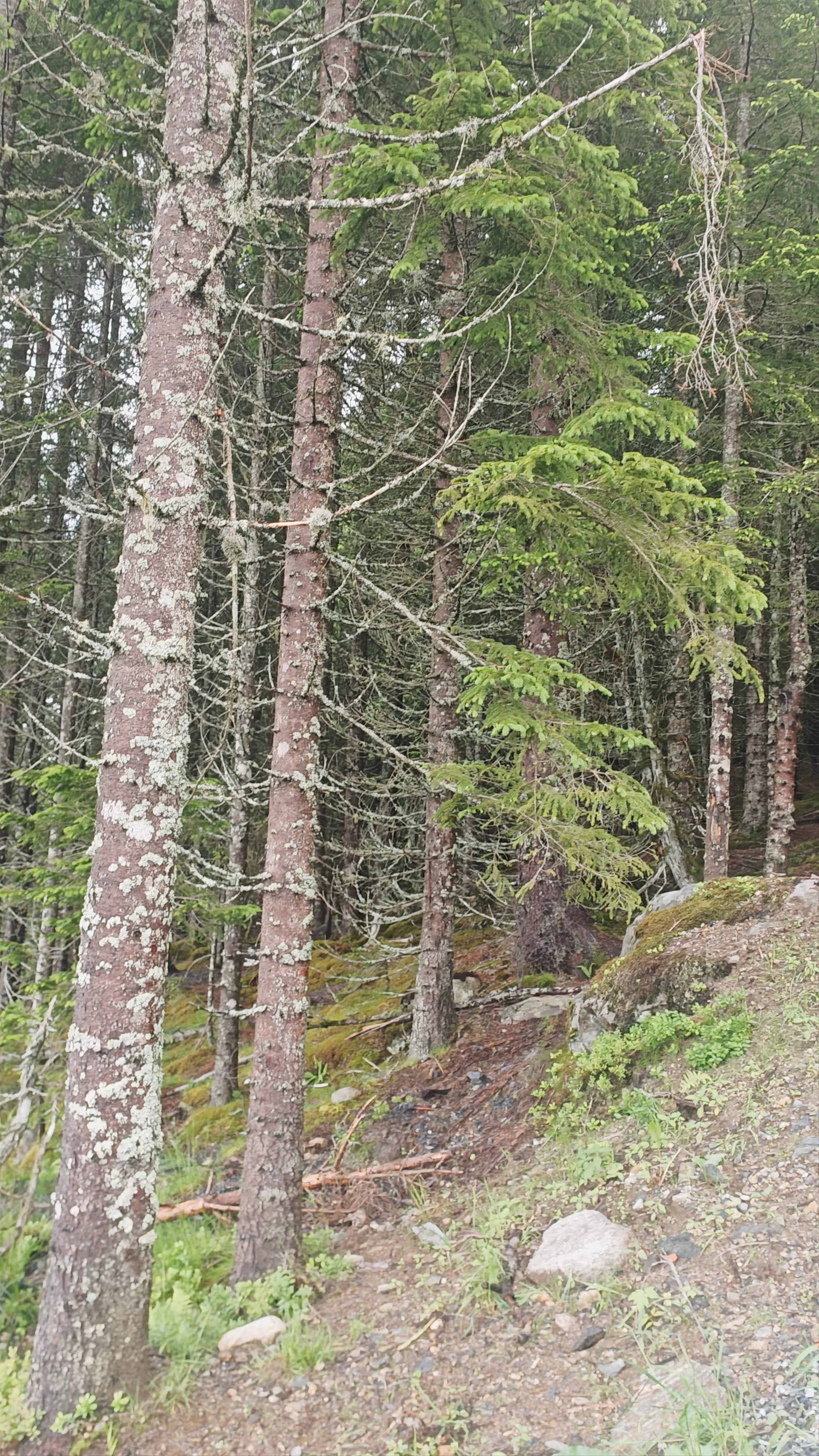 Rakssetra Trail