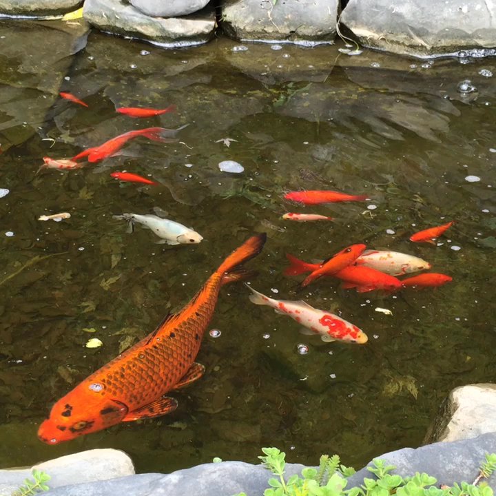 Willow Ridge - Fishpond - Nurseries & Gardening Near Me - Fishkill, New York