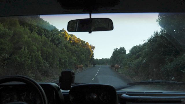 Driving near cows on the roadside
