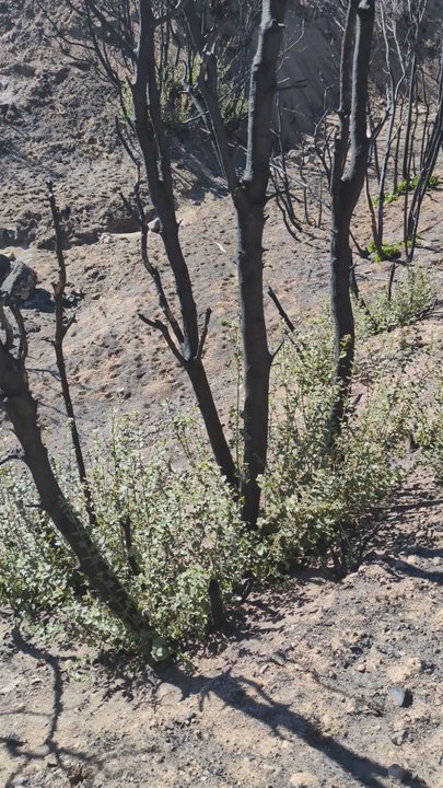 Pacific Crest Trail Section 7 - Beauty in the ashes - Hiking Near Me - Hesperia, California