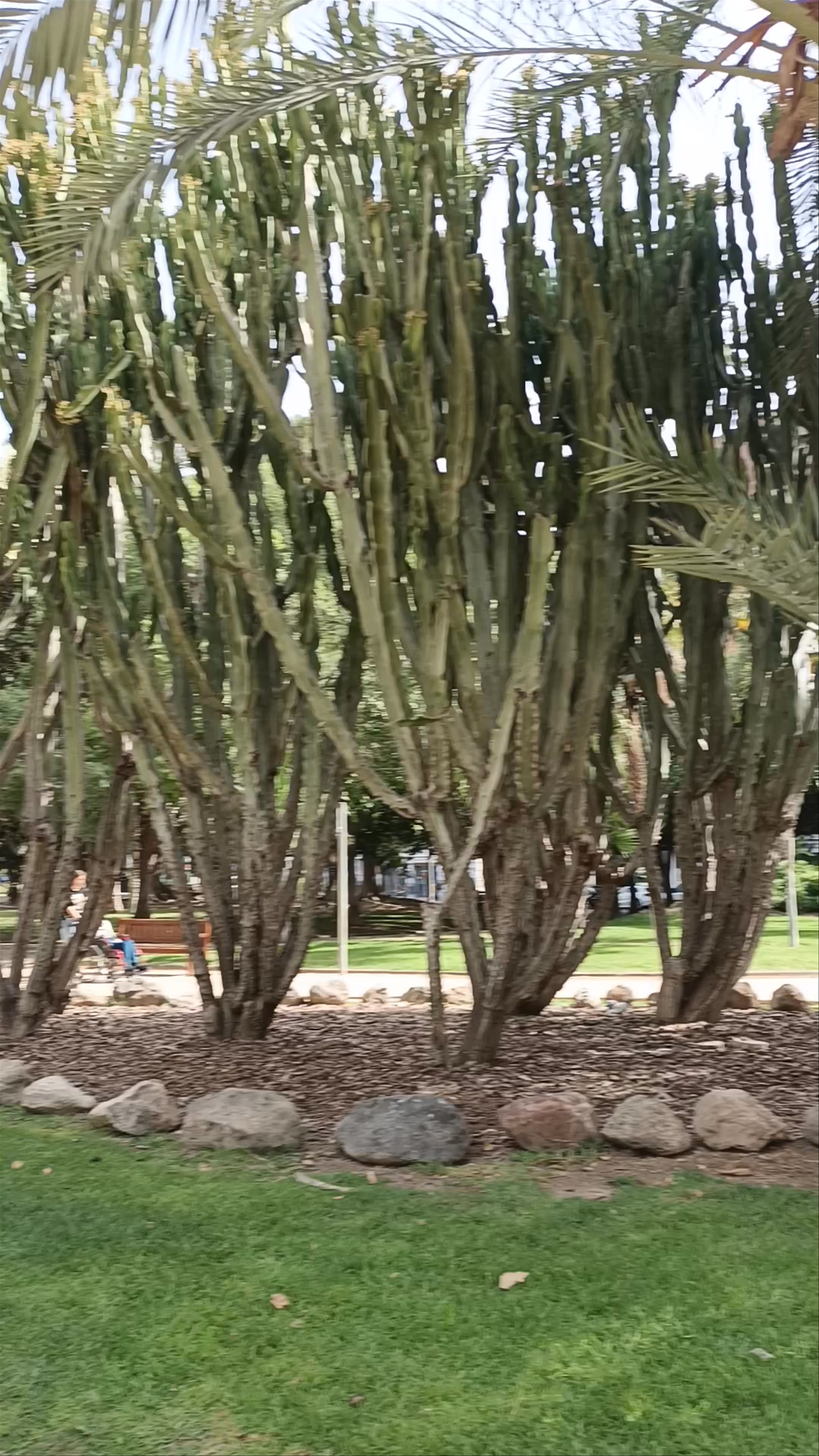 Jardín del Salitre: A Serene Urban Green Escape in Murcia