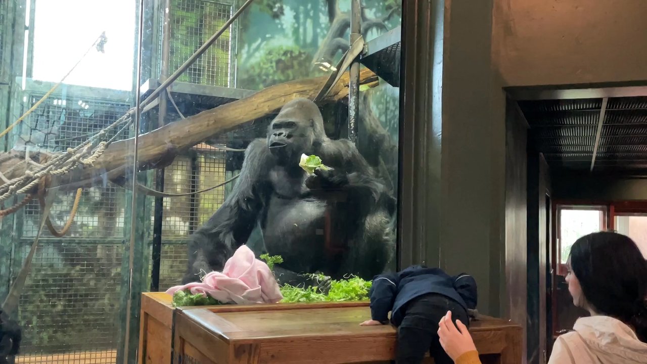 Gorilla Forest - Zoos Near Me - Louisville, Kentucky
