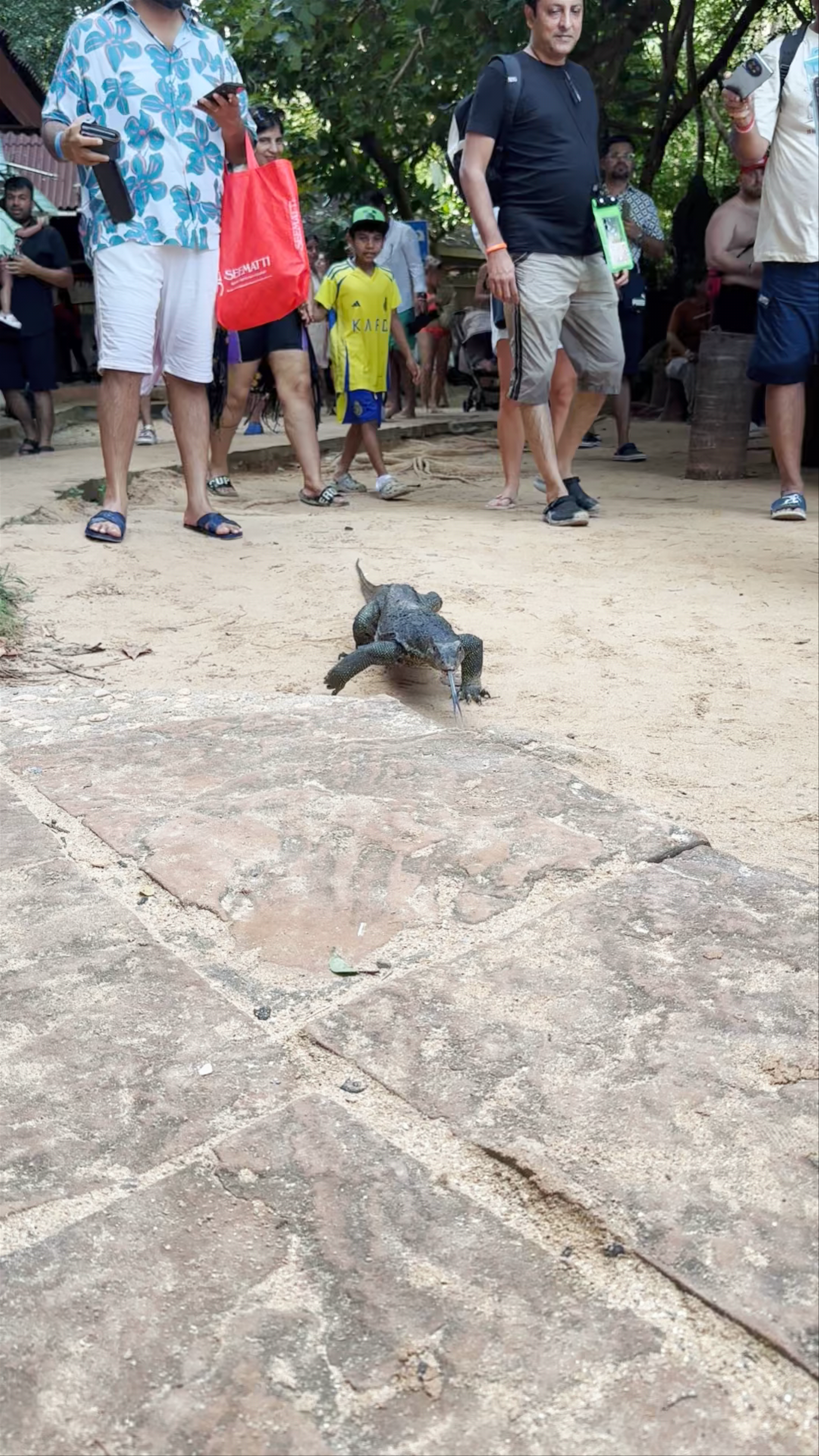 Wild Monitor Lizard Encounter at East Railay Viewpoint, Krabi