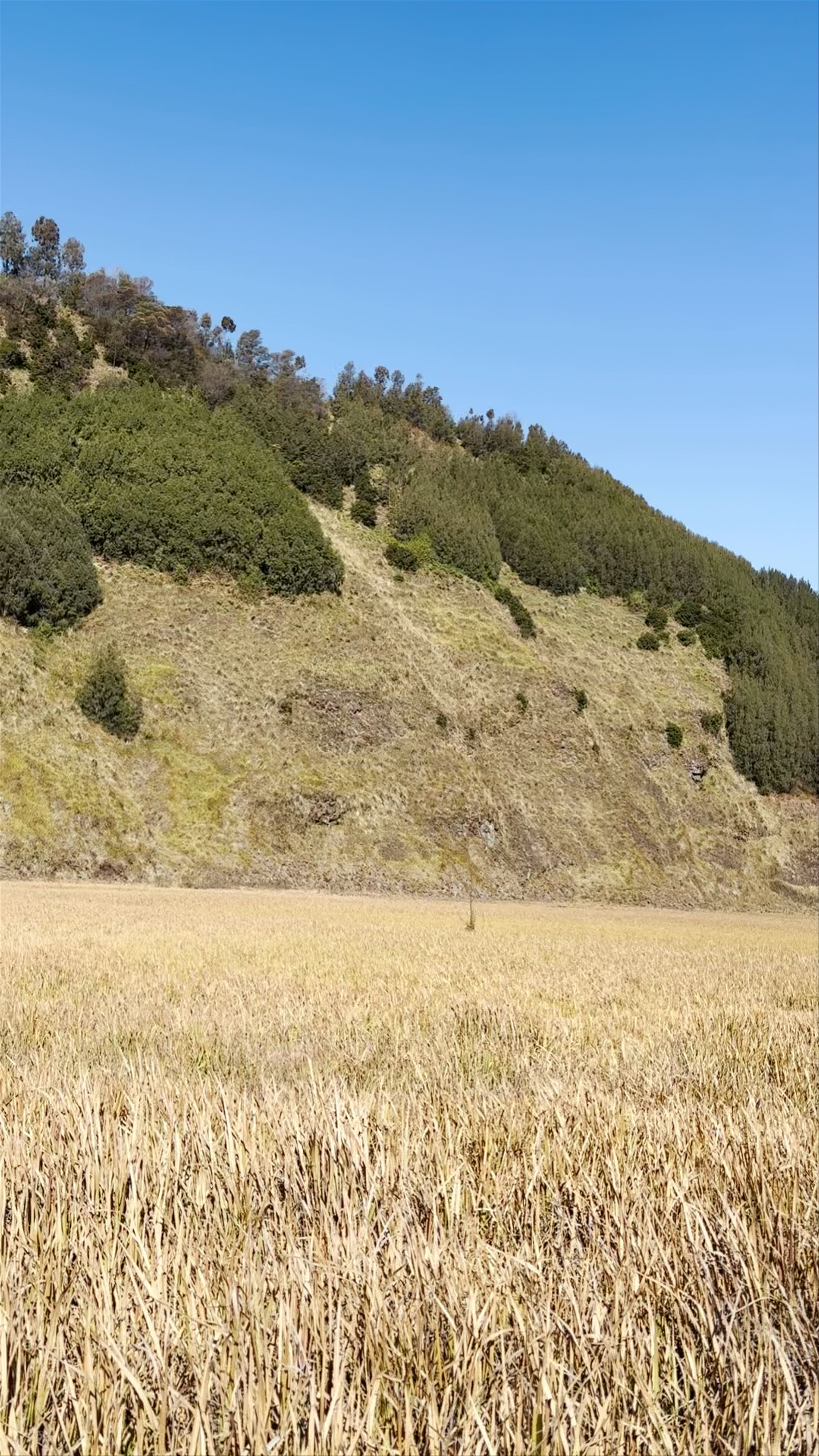 Serene Trek through Bromo Tengger Semeru National Park's Golden Meadows