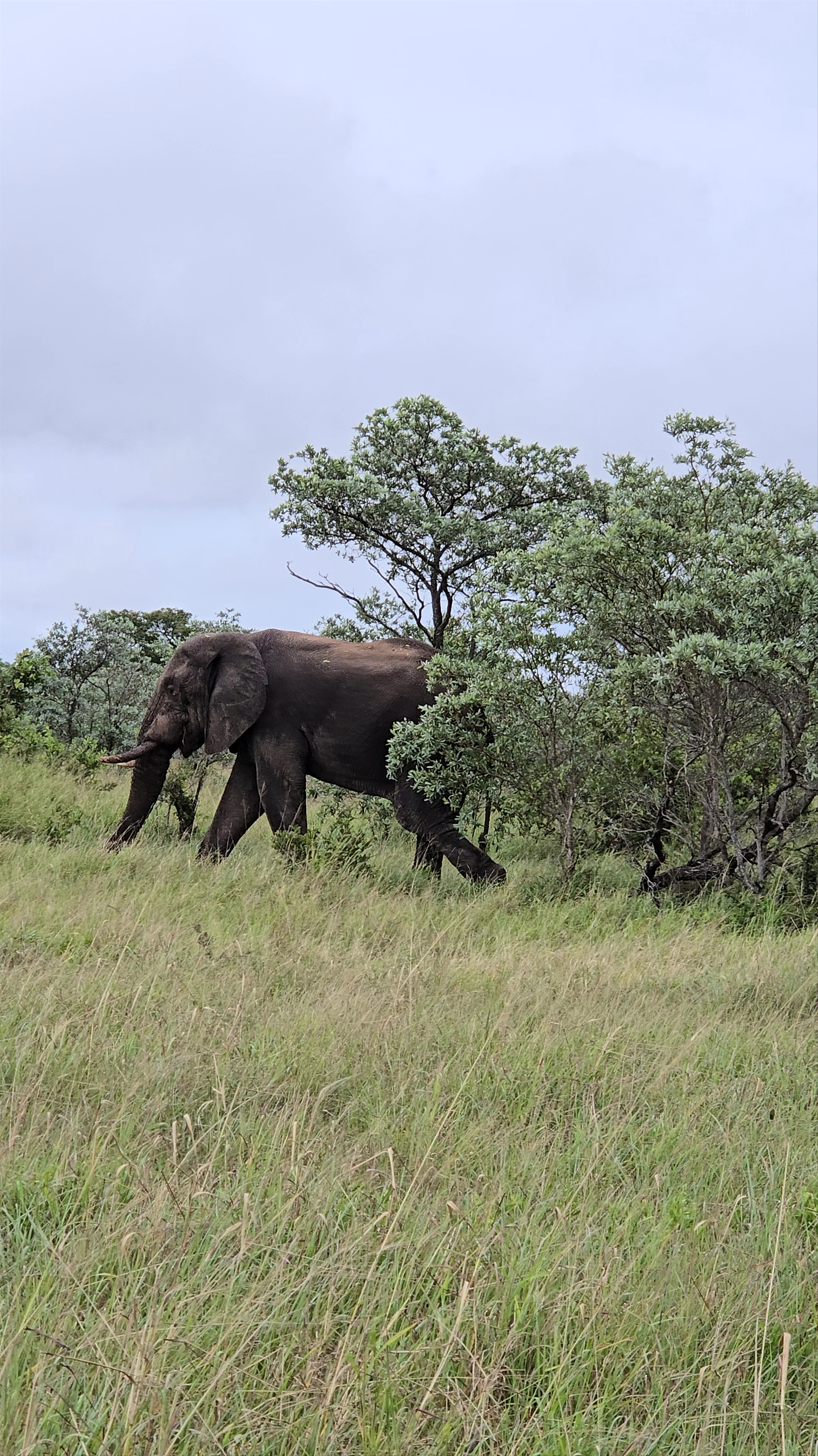 Kruger National Park