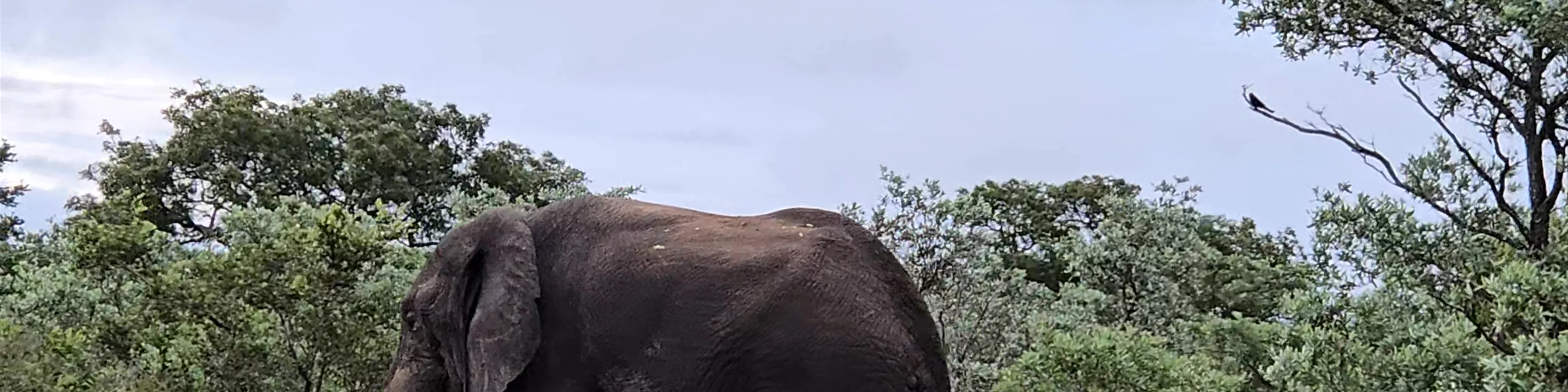 Kruger National Park