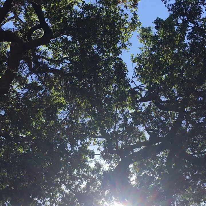 The Giving Tree - Don't forget to bring your note! - Hiking Near Me - Los Angeles, California